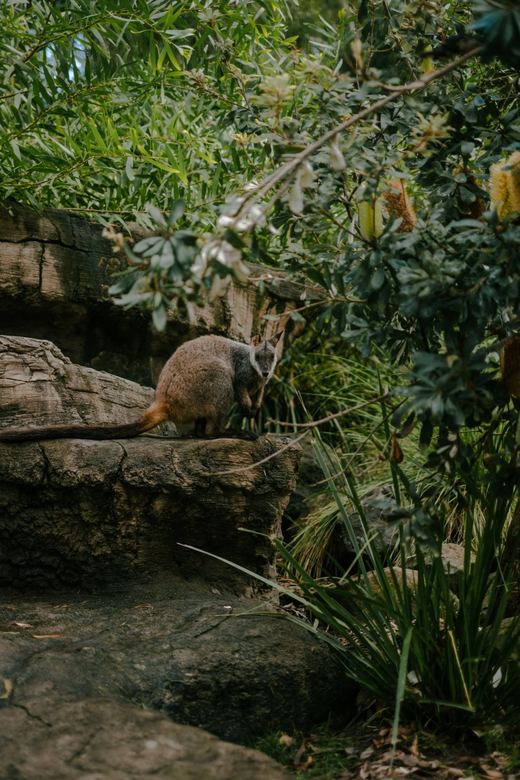 Raego Creative Currumbin Wildlife Sanctuary Photography April 2026-31.jpeg