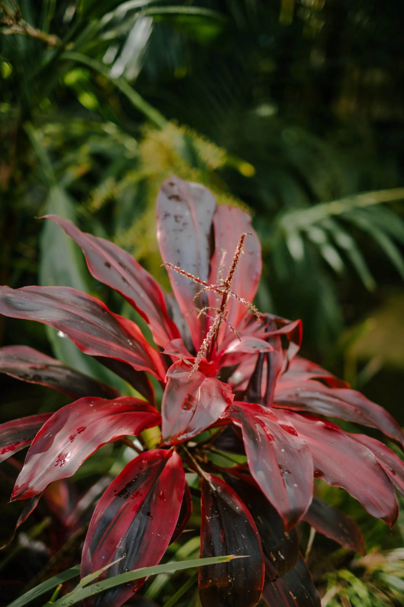 Raego Creative Currumbin Wildlife Sanctuary Photography April 2026-10.jpeg