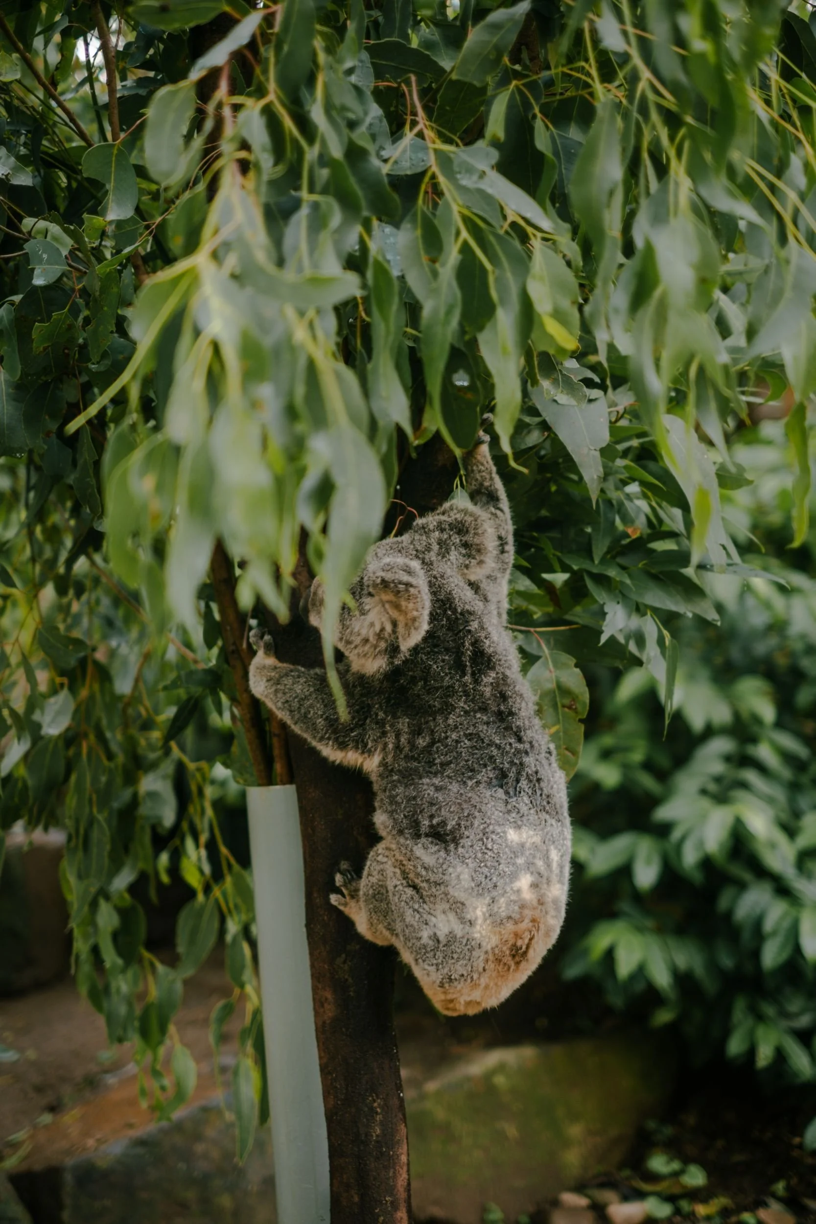 Raego Creative Currumbin Wildlife Sanctuary Photography April 2026-25.jpeg