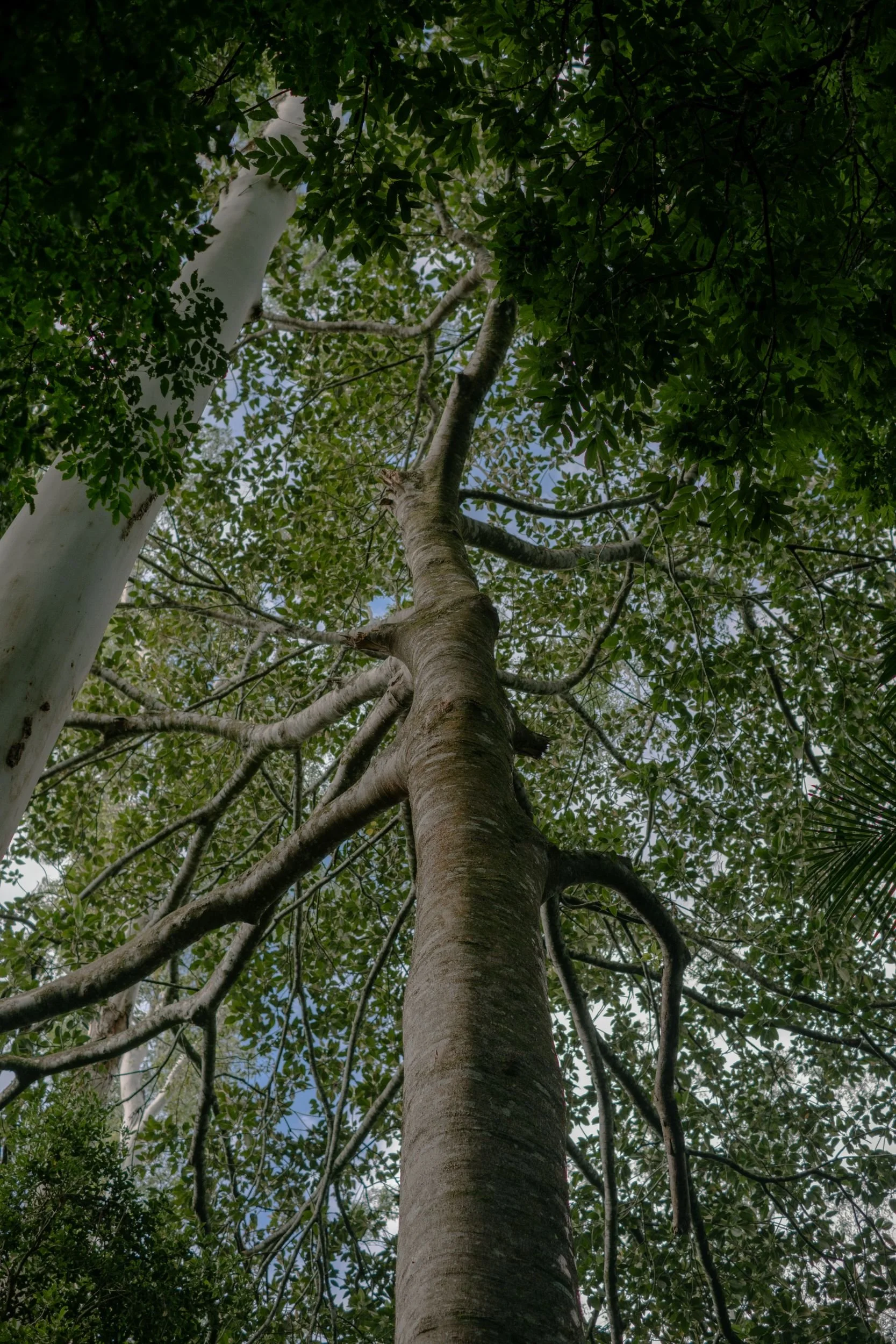 Raego Creative Curtis Falls Mount Tamborine Photography February 2026-07.jpeg