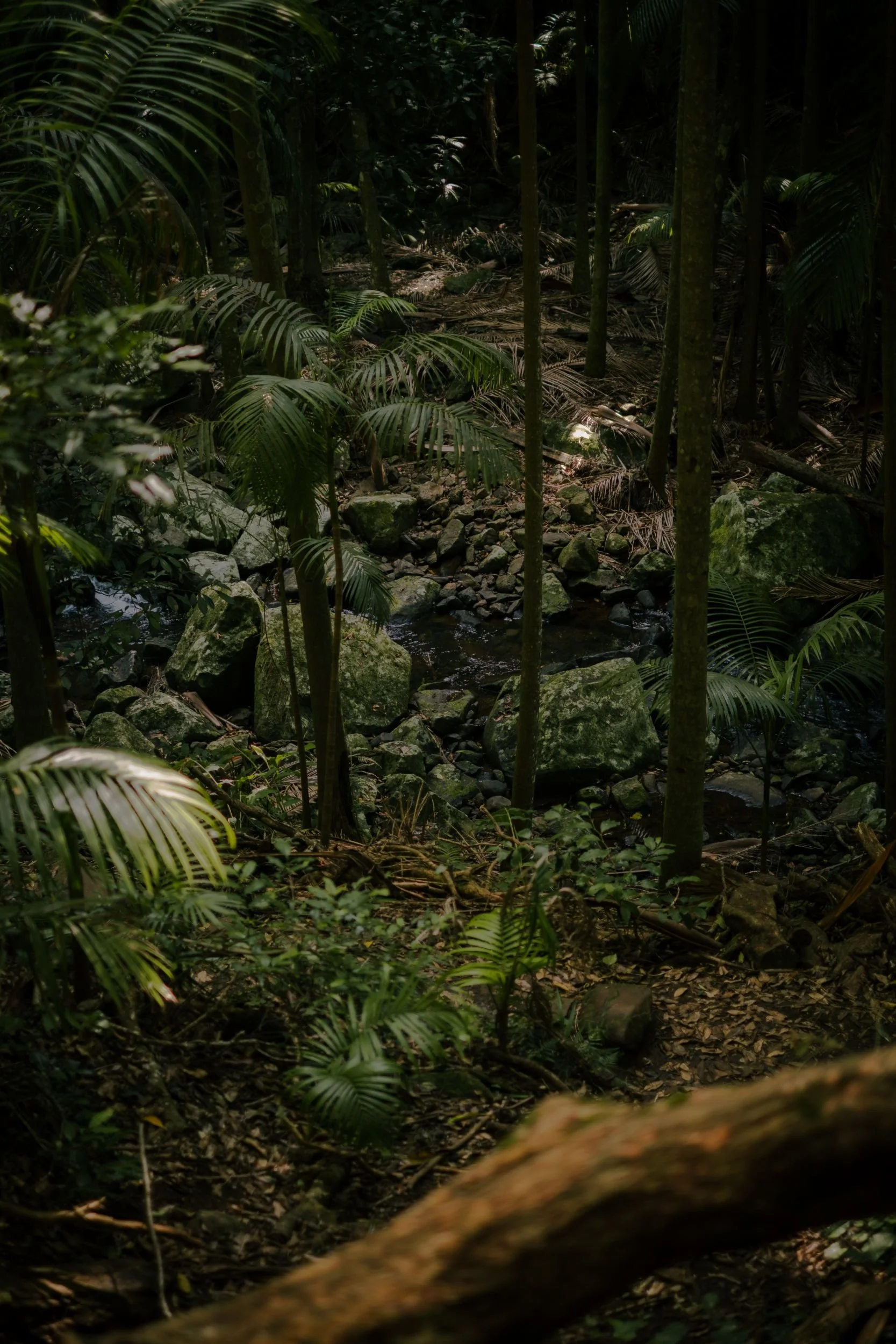 Raego Creative Curtis Falls Mount Tamborine Photography February 2026-09.jpeg