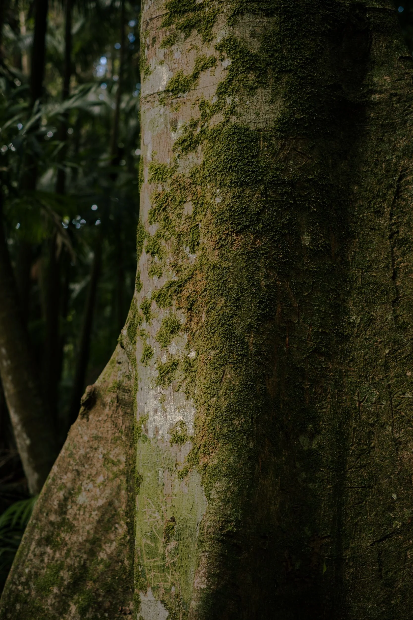 Raego Creative Curtis Falls Mount Tamborine Photography February 2026-13.jpeg