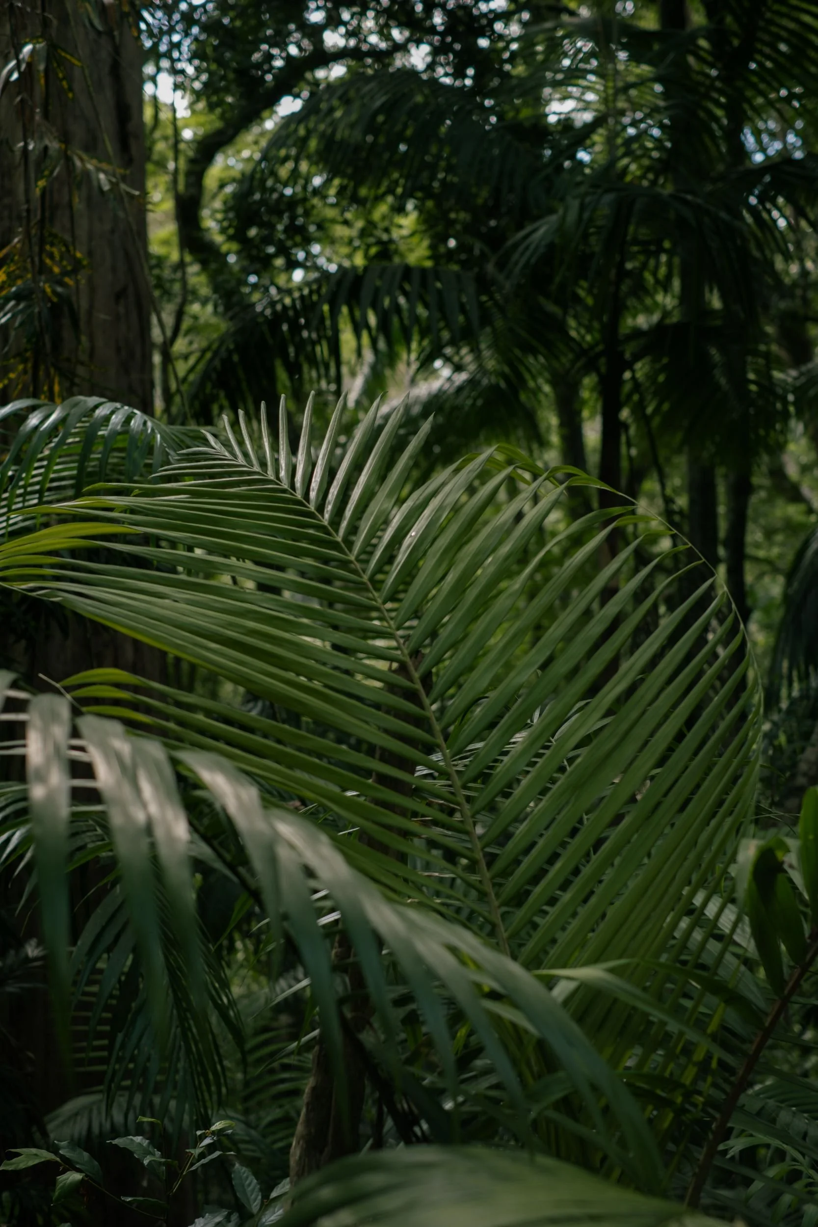 Raego Creative Curtis Falls Mount Tamborine Photography February 2026-08.jpeg