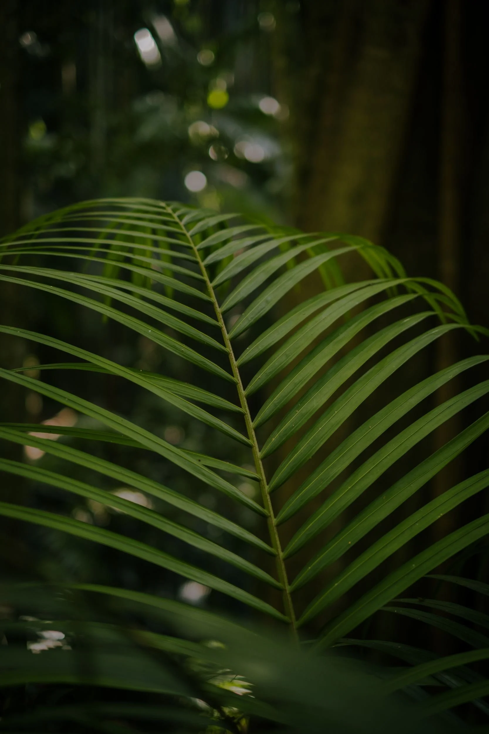 Raego Creative Curtis Falls Mount Tamborine Photography February 2026-04.jpeg