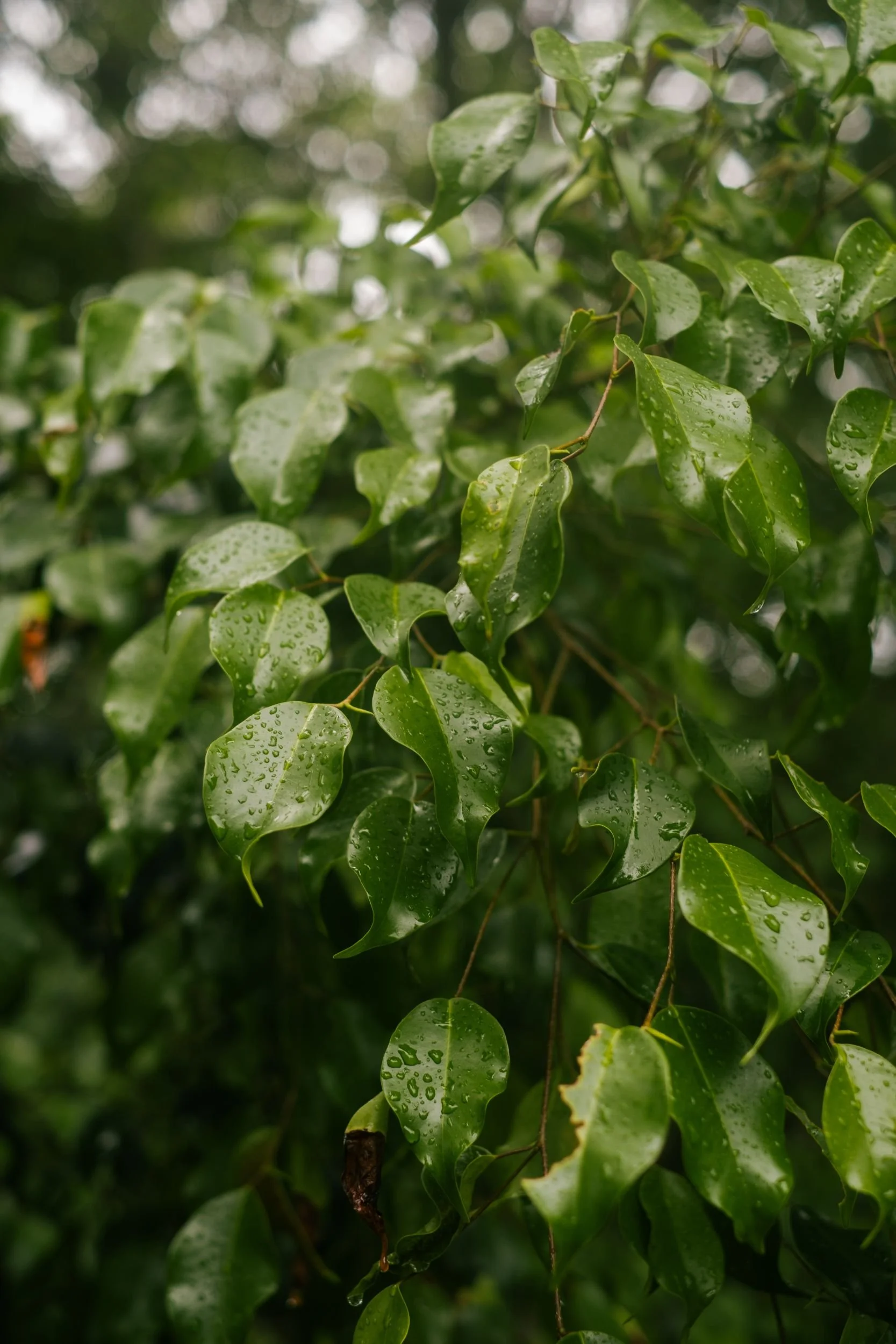 Raego Creative Southern Gold Coast Lifestyle Photography February-April 2026-04.jpeg