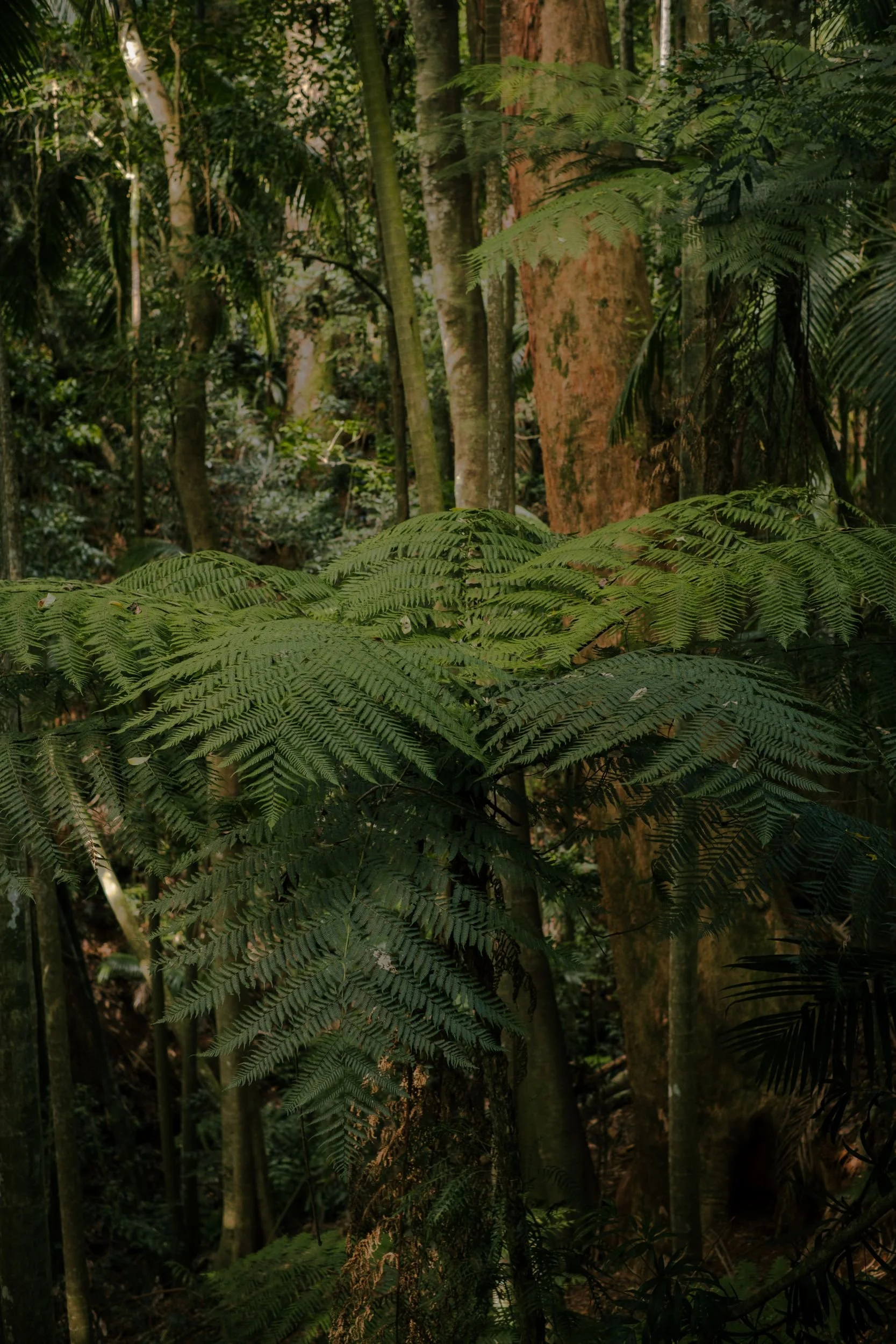 Raego Creative Curtis Falls Mount Tamborine Photography February 2026-17.jpeg