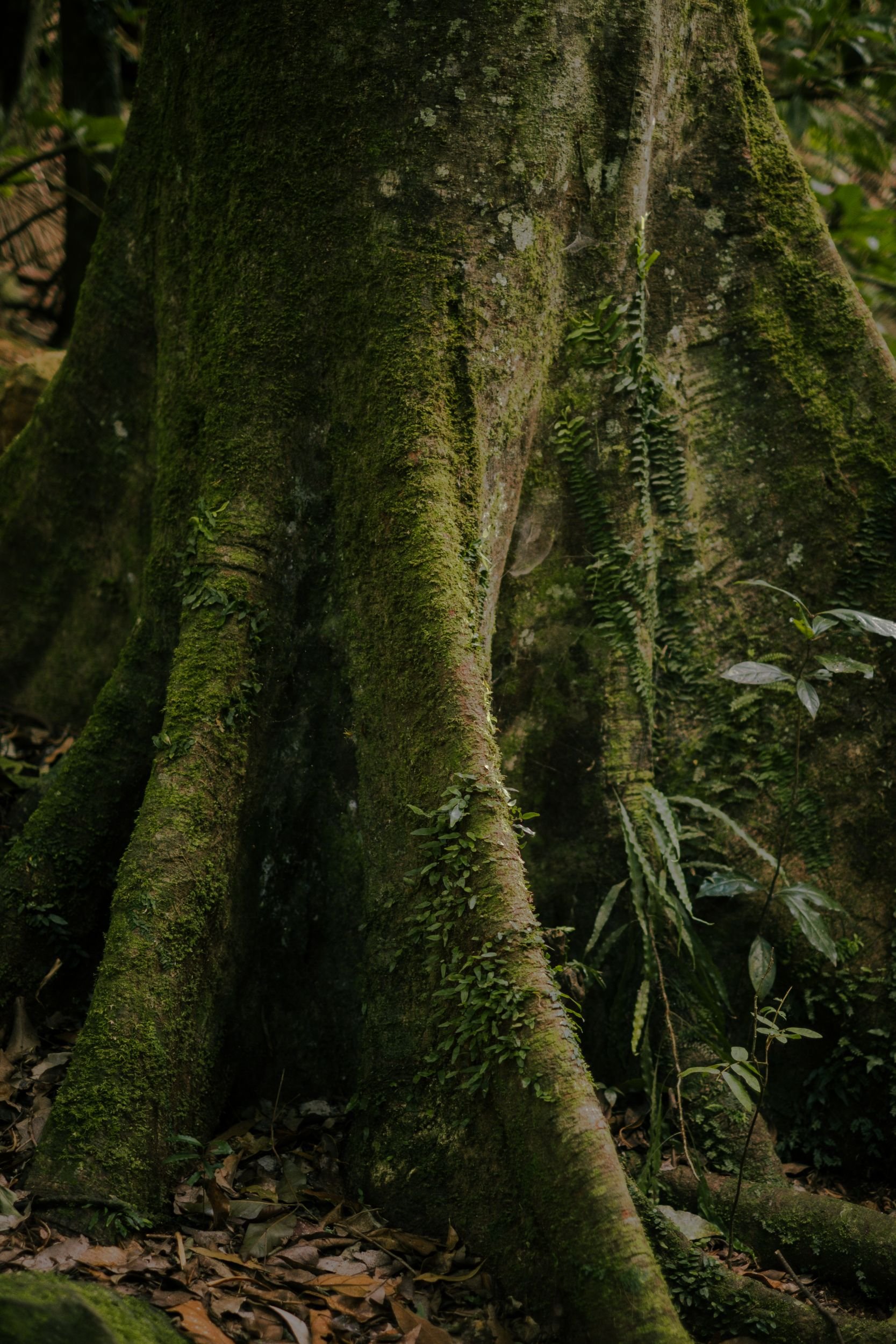 Raego Creative Curtis Falls Mount Tamborine Photography February 2026-01.jpeg