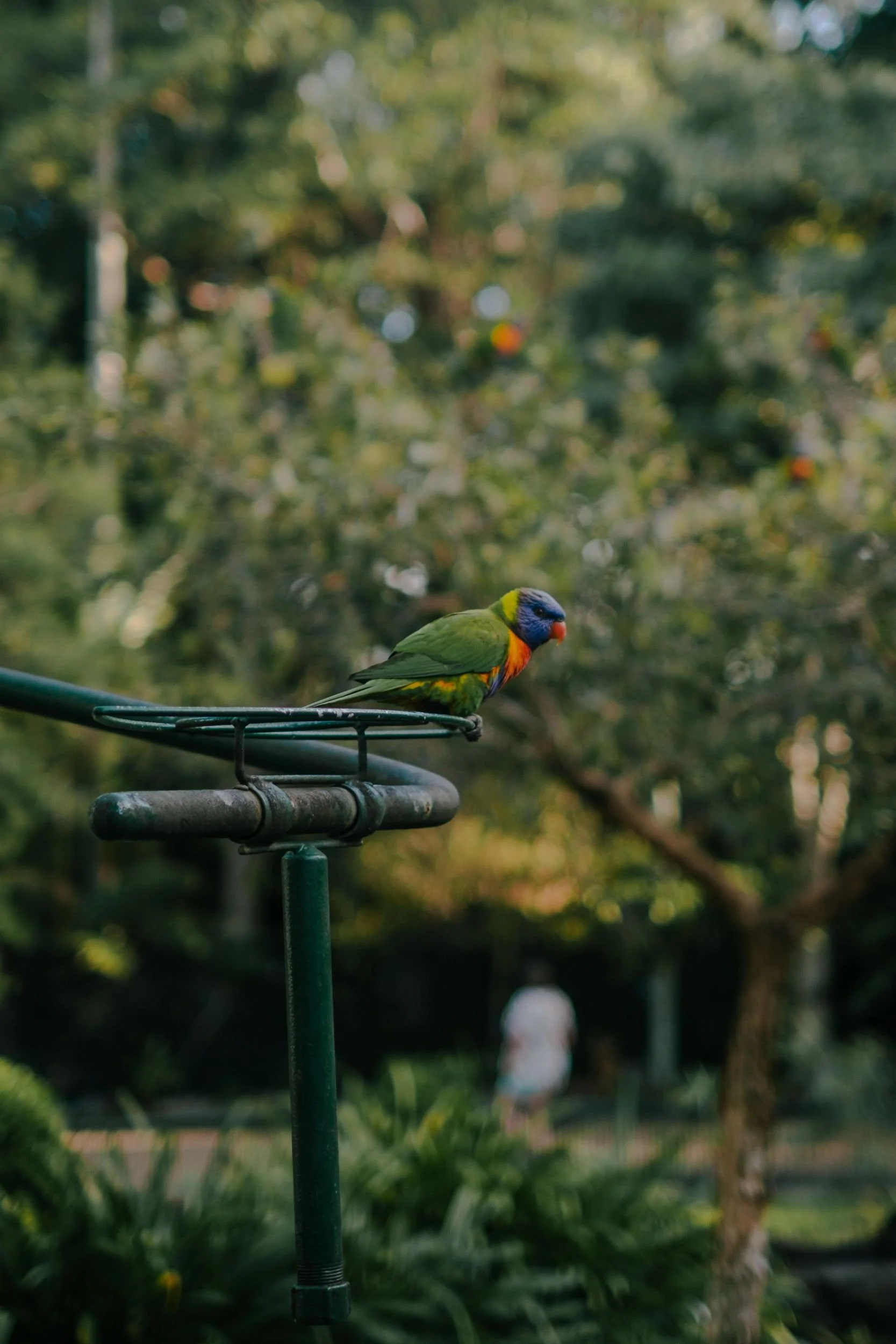 Raego Creative Currumbin Wildlife Sanctuary Photography April 2026-36.jpeg