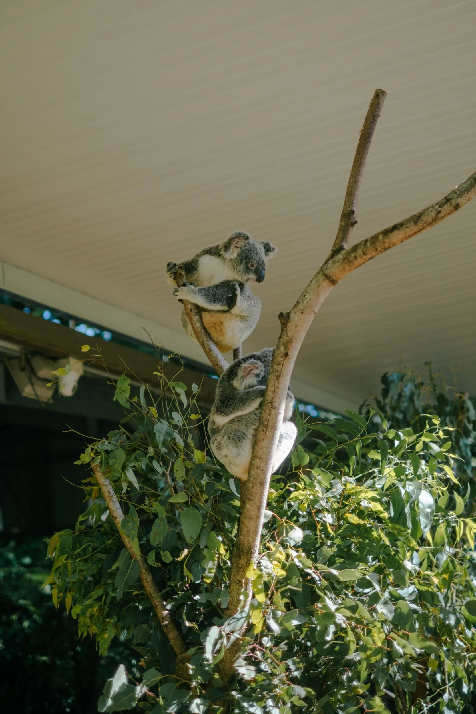 Raego Creative Currumbin Wildlife Sanctuary Photography April 2026-37.jpeg