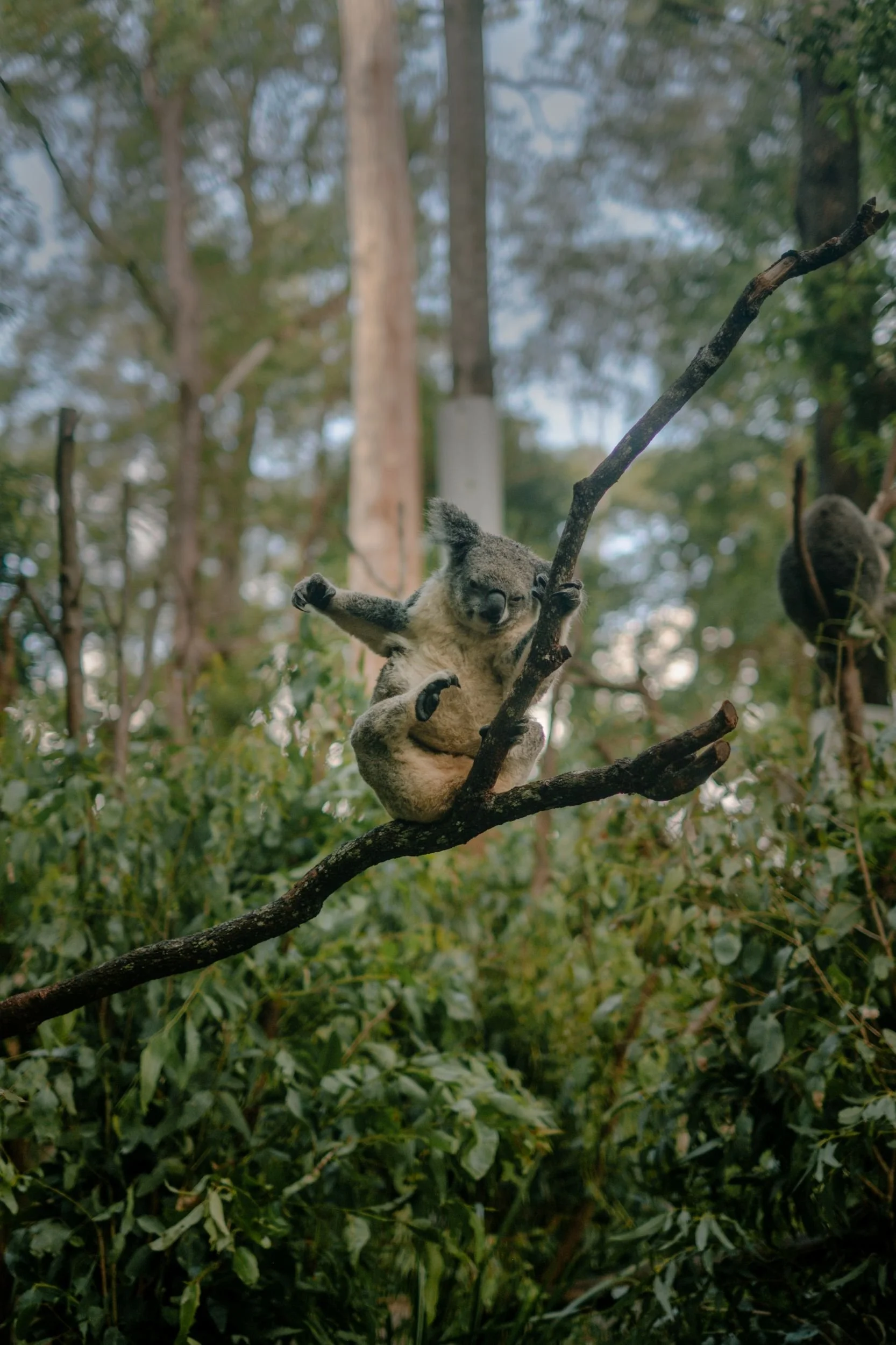 Raego Creative Currumbin Wildlife Sanctuary Photography April 2026-24.jpeg