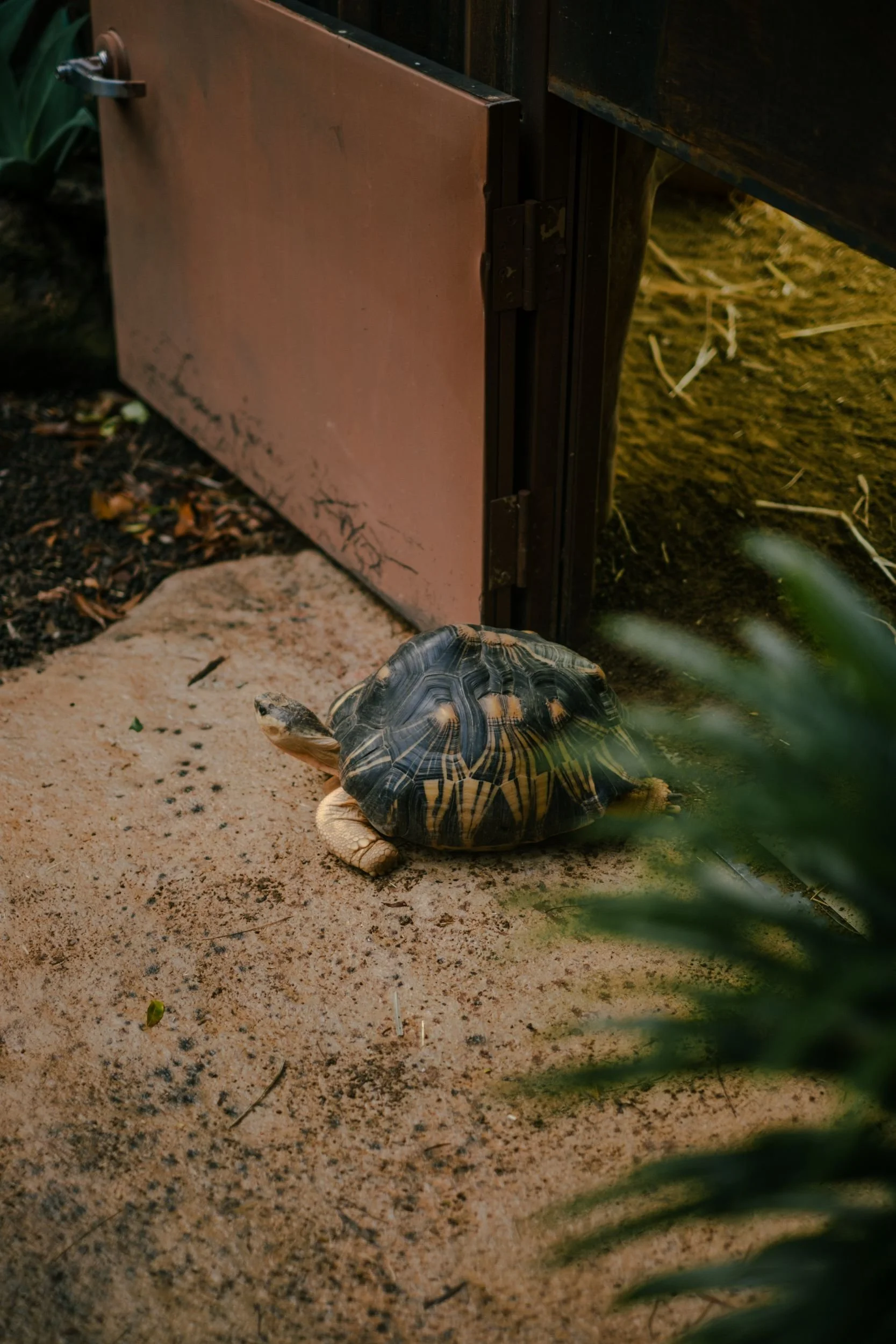 Raego Creative Currumbin Wildlife Sanctuary Photography April 2026-19.jpeg
