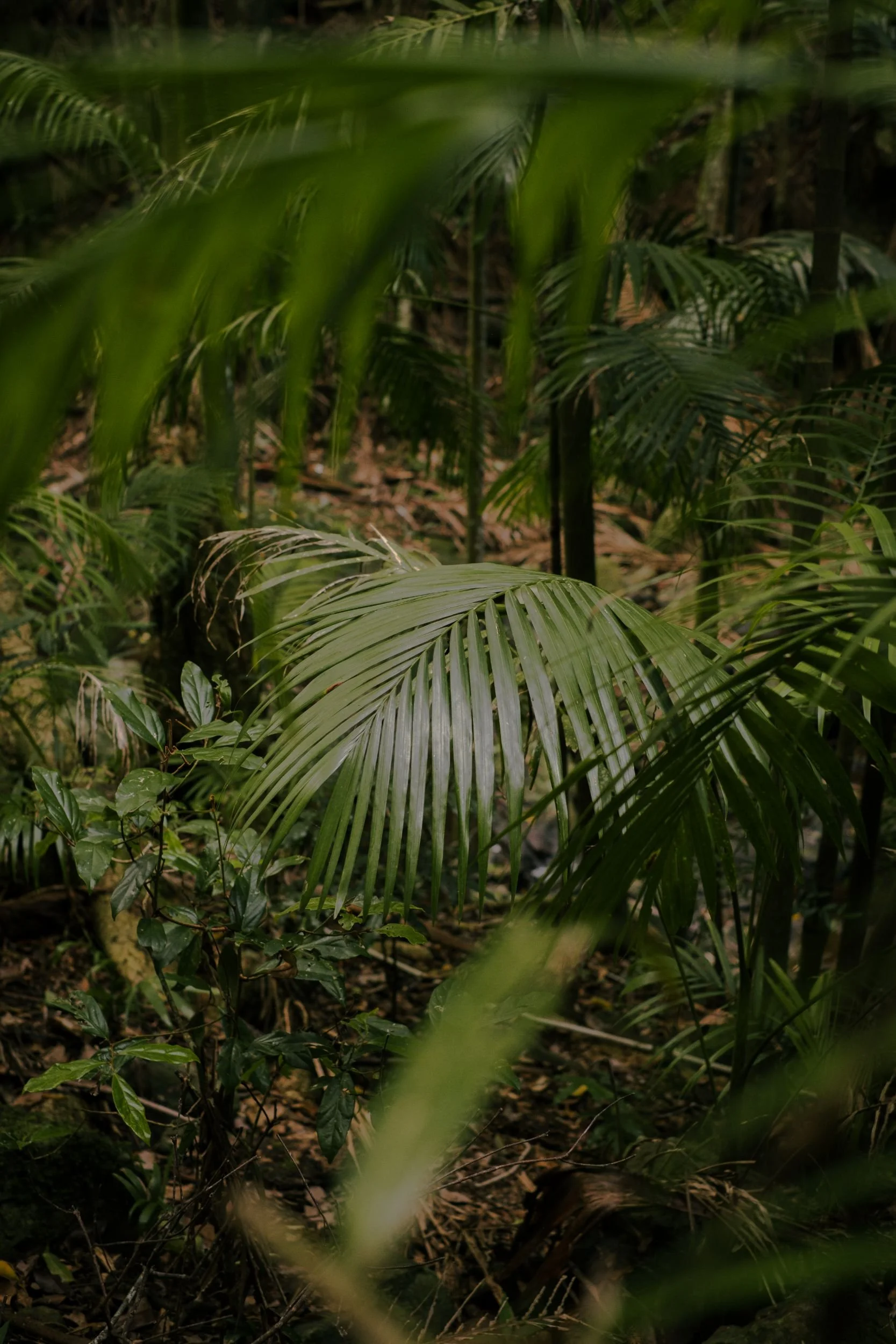 Raego Creative Curtis Falls Mount Tamborine Photography February 2026-10.jpeg