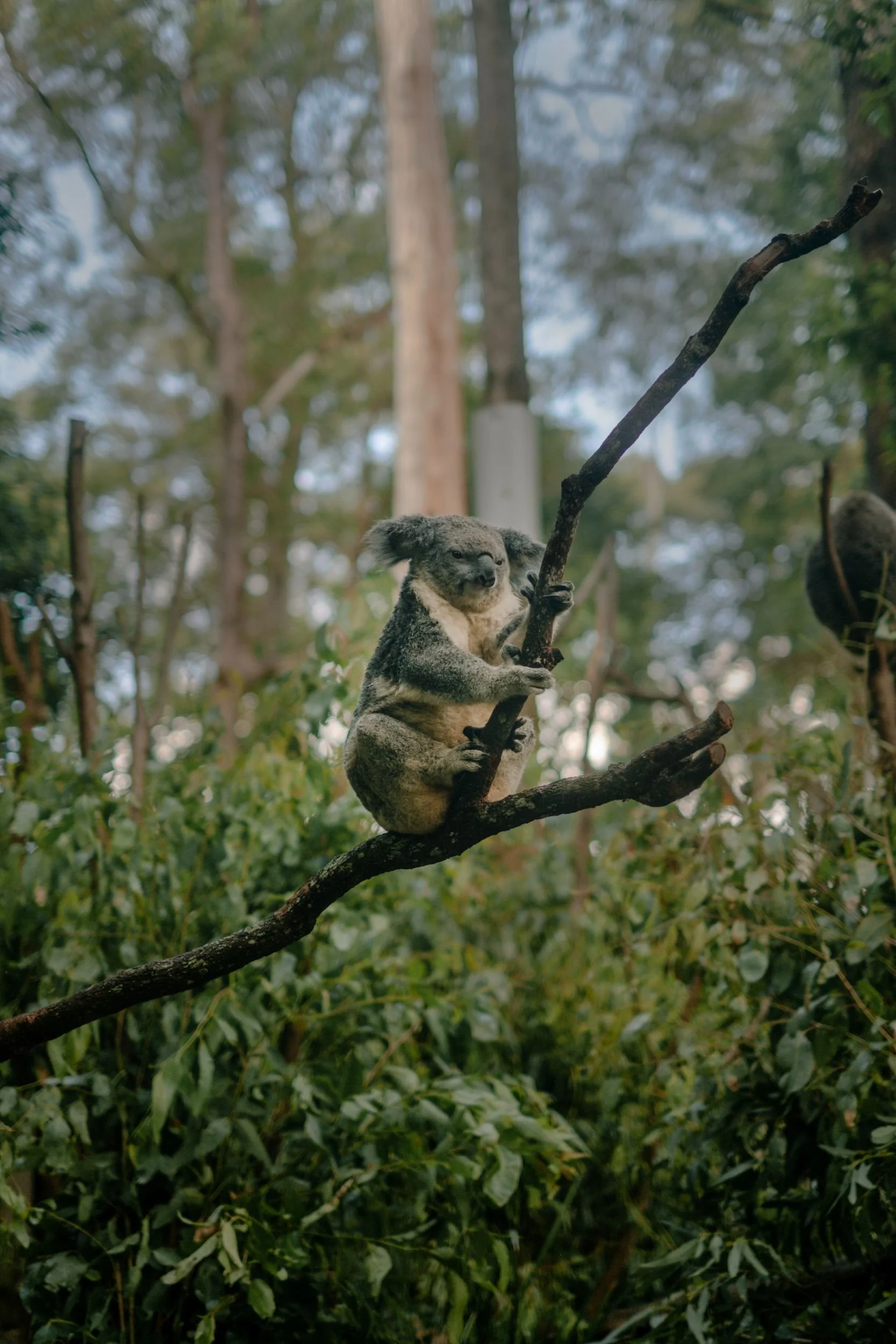 Raego Creative Currumbin Wildlife Sanctuary Photography April 2026-23.jpeg