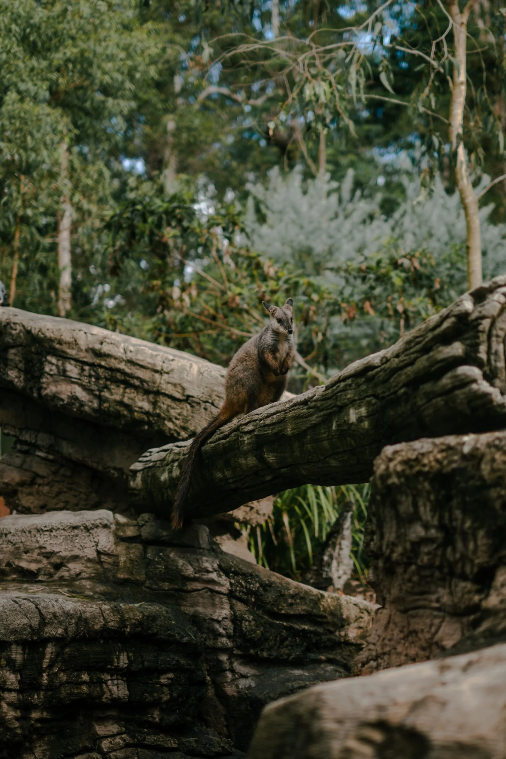 Raego Creative Currumbin Wildlife Sanctuary Photography April 2026-02.jpeg