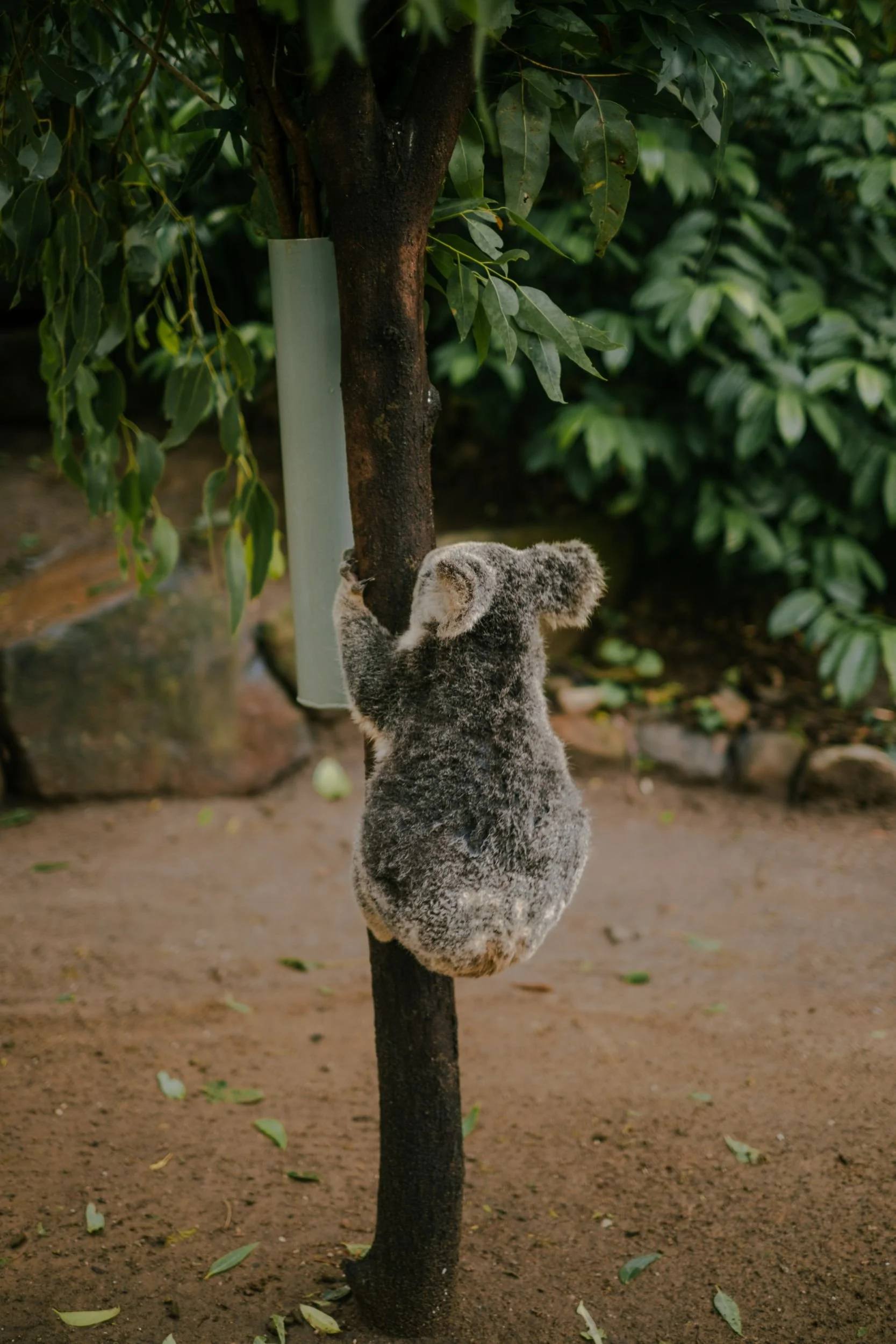 Raego Creative Currumbin Wildlife Sanctuary Photography April 2026-26.jpeg