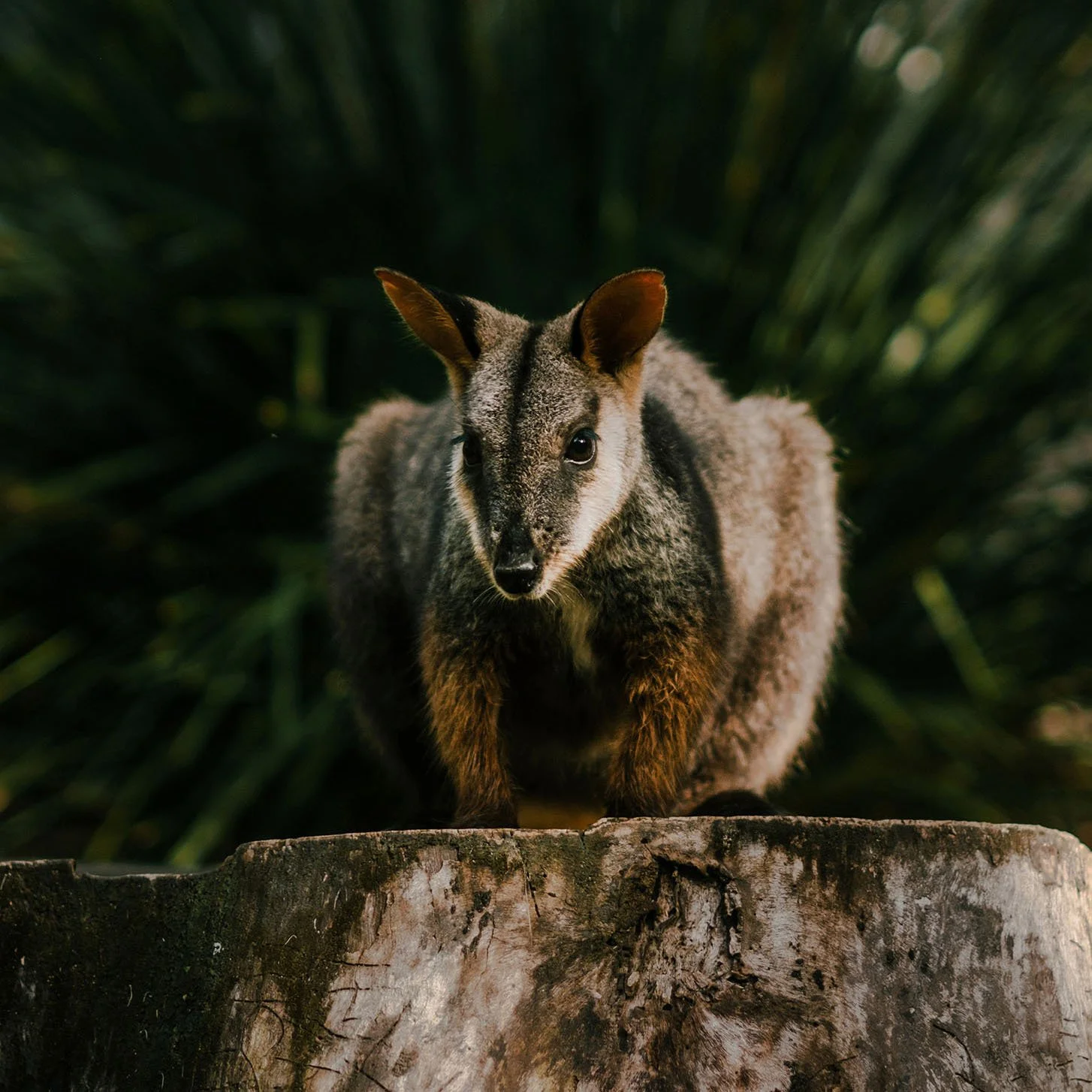 Currumbin Wildlife Sanctuary Photography