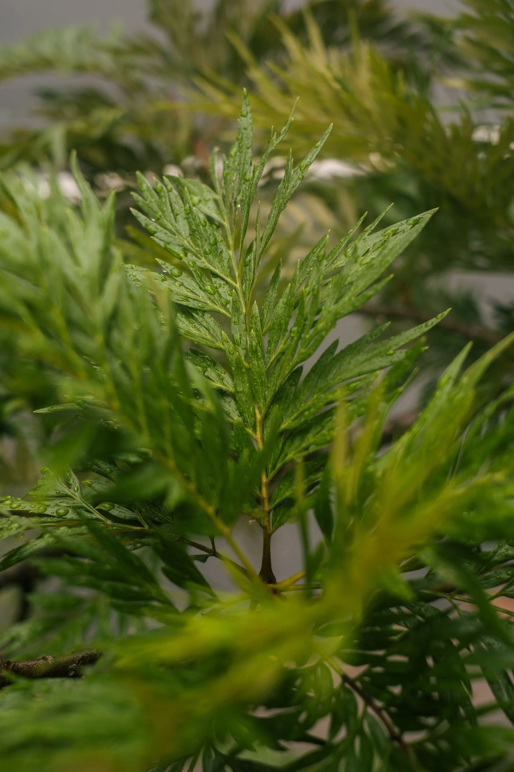 Raego Creative Southern Gold Coast Lifestyle Photography February-April 2026-03.jpeg