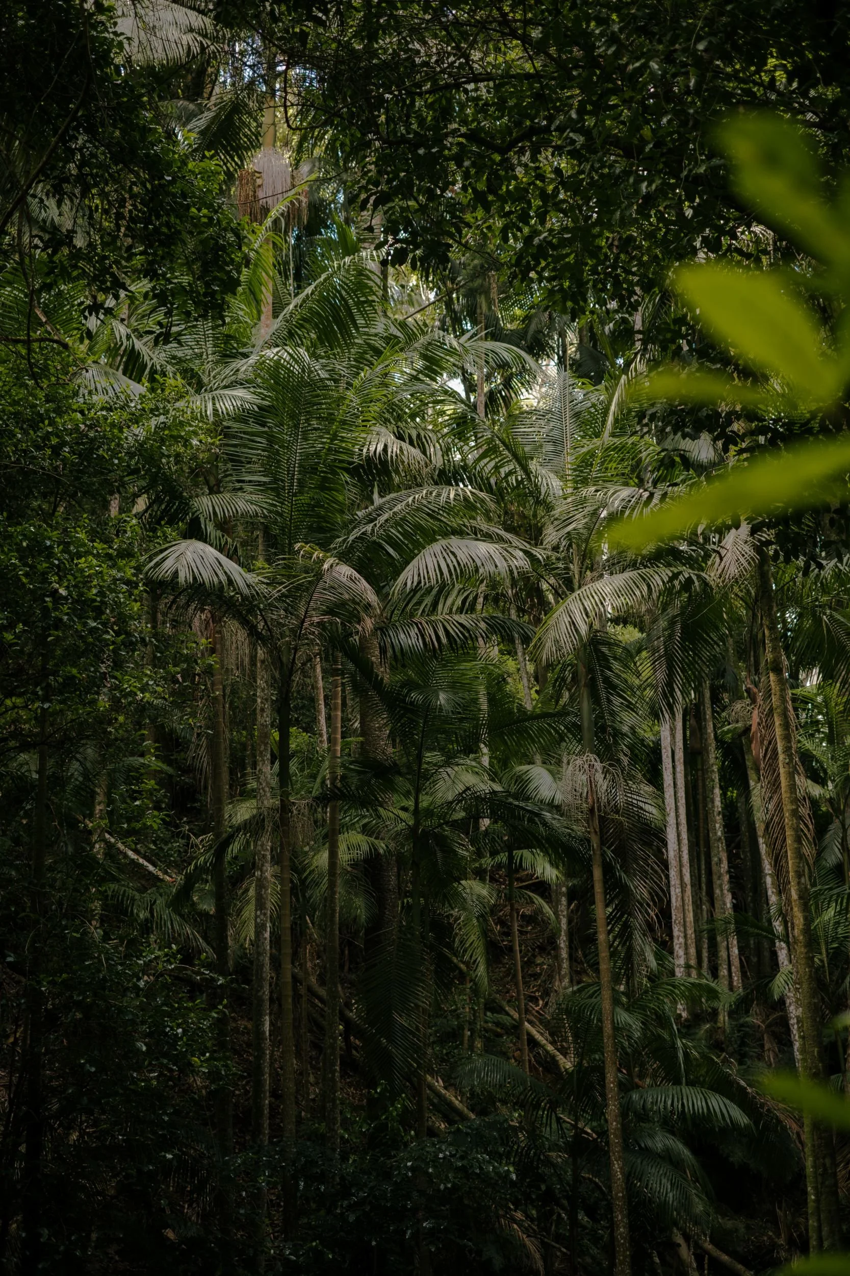 Raego Creative Curtis Falls Mount Tamborine Photography February 2026-14.jpeg