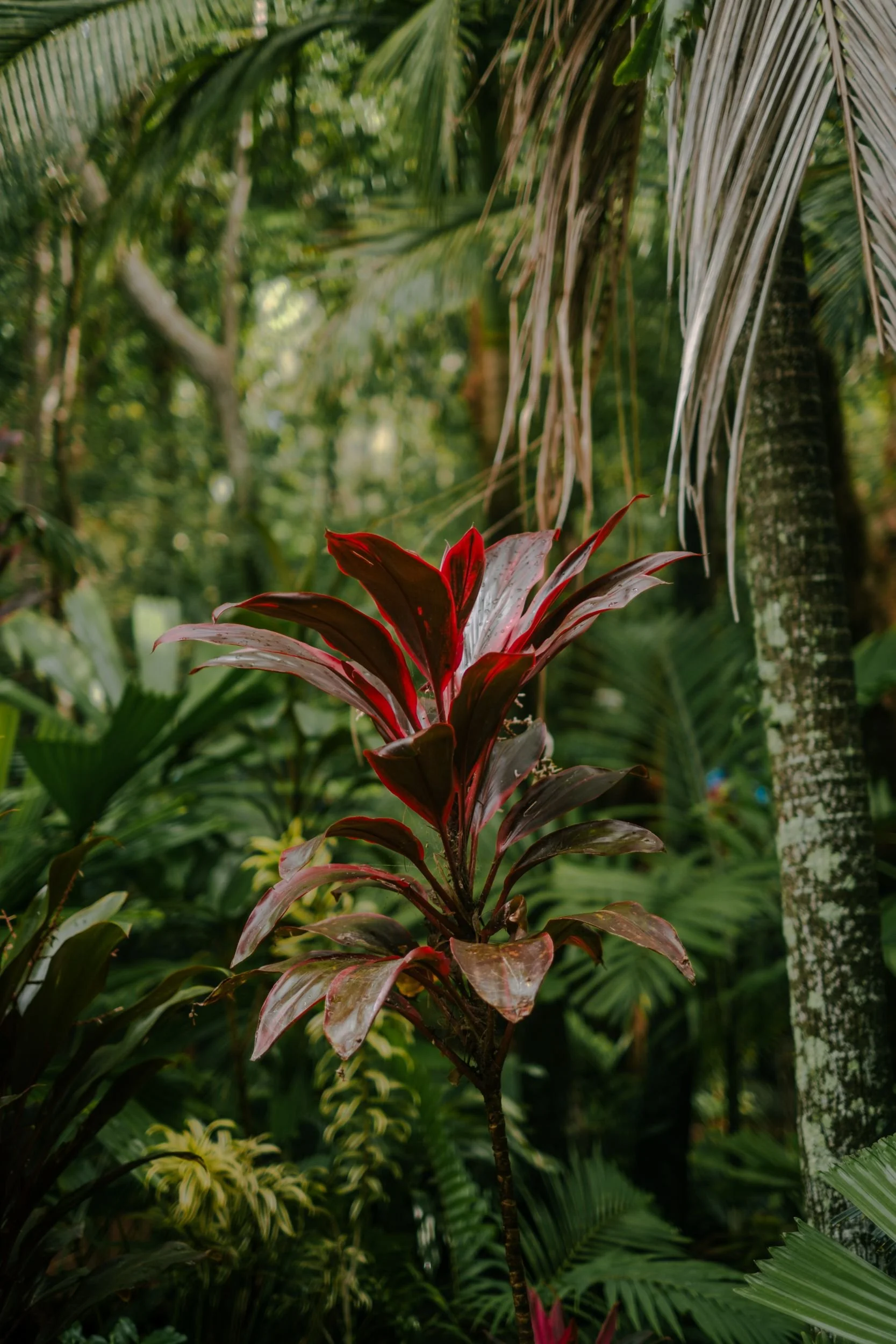 Raego Creative Currumbin Wildlife Sanctuary Photography April 2026-11.jpeg