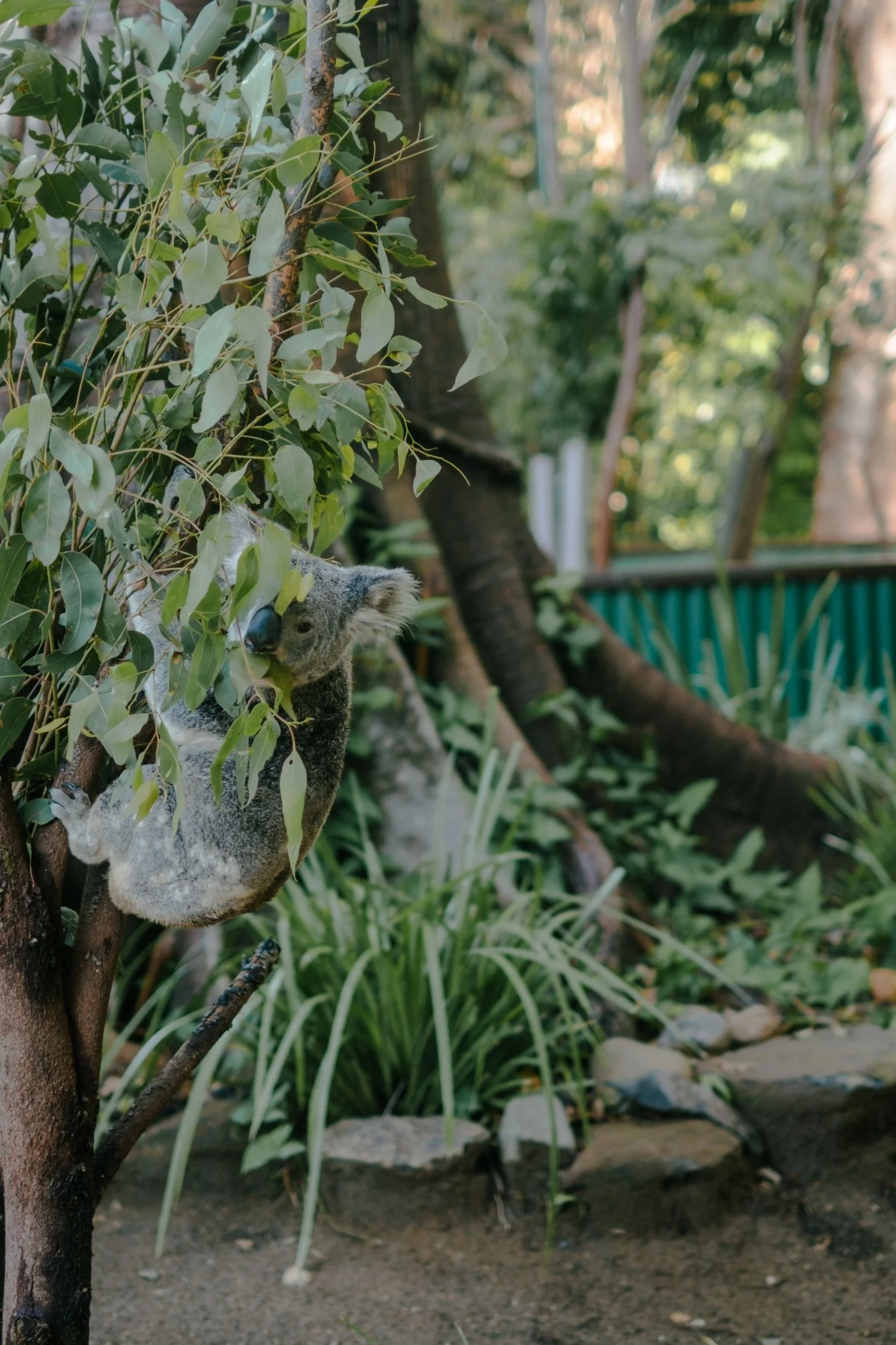 Raego Creative Currumbin Wildlife Sanctuary Photography April 2026-07.jpeg