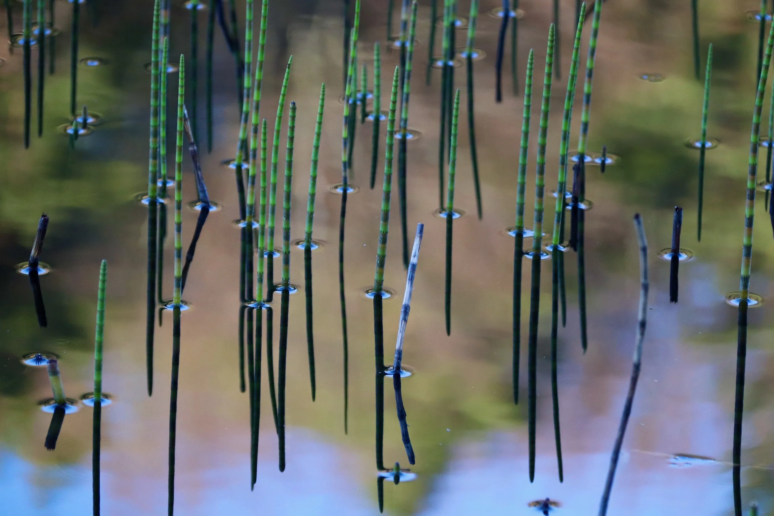 The Bog - Kullaberg, Sweden