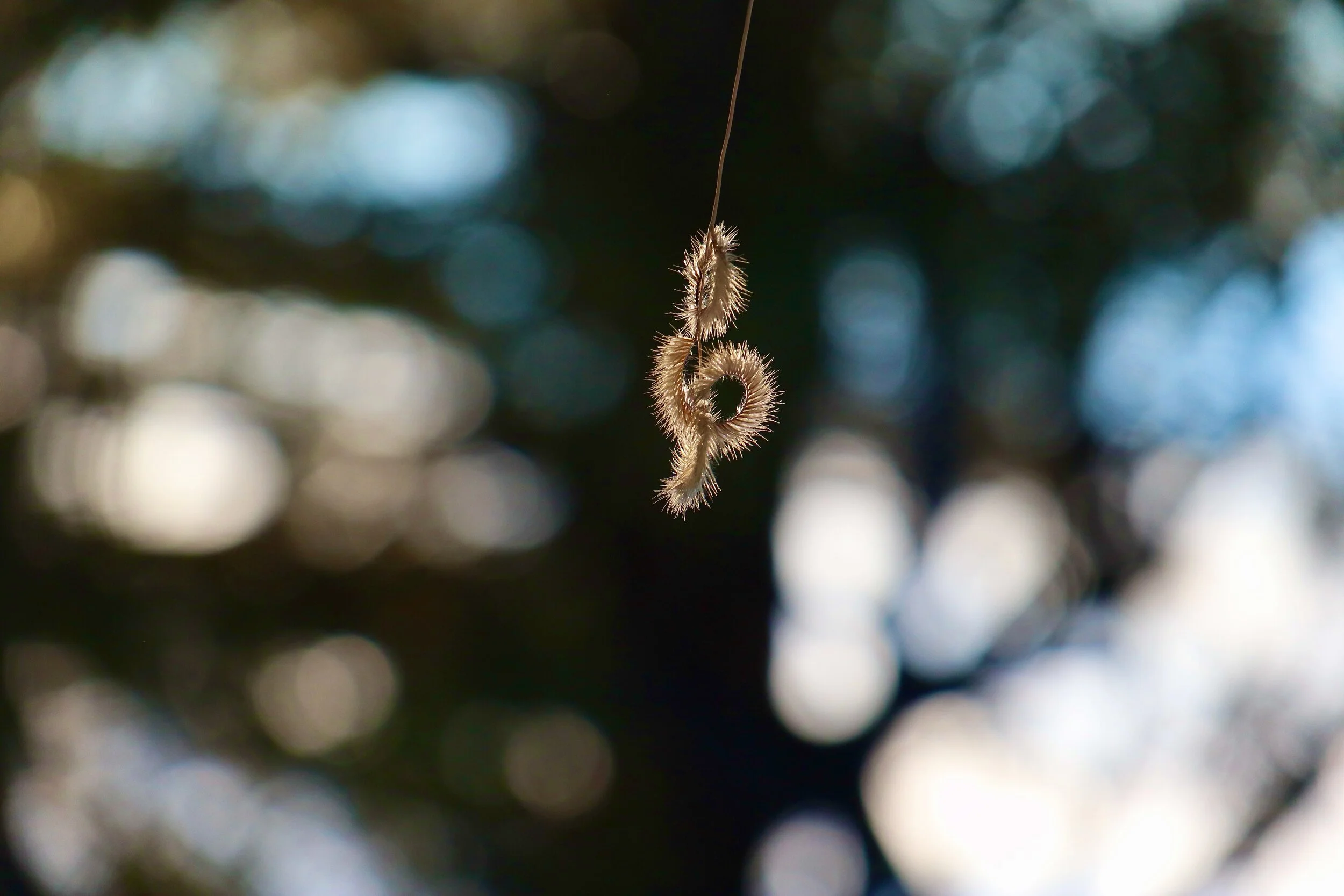 Nature's G Clef - Santa Fe, NM