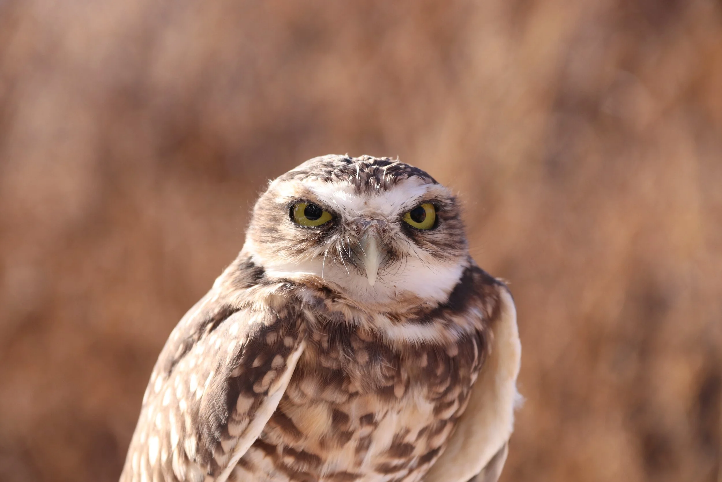 The Owl - Santa Fe Raptor Center, NM