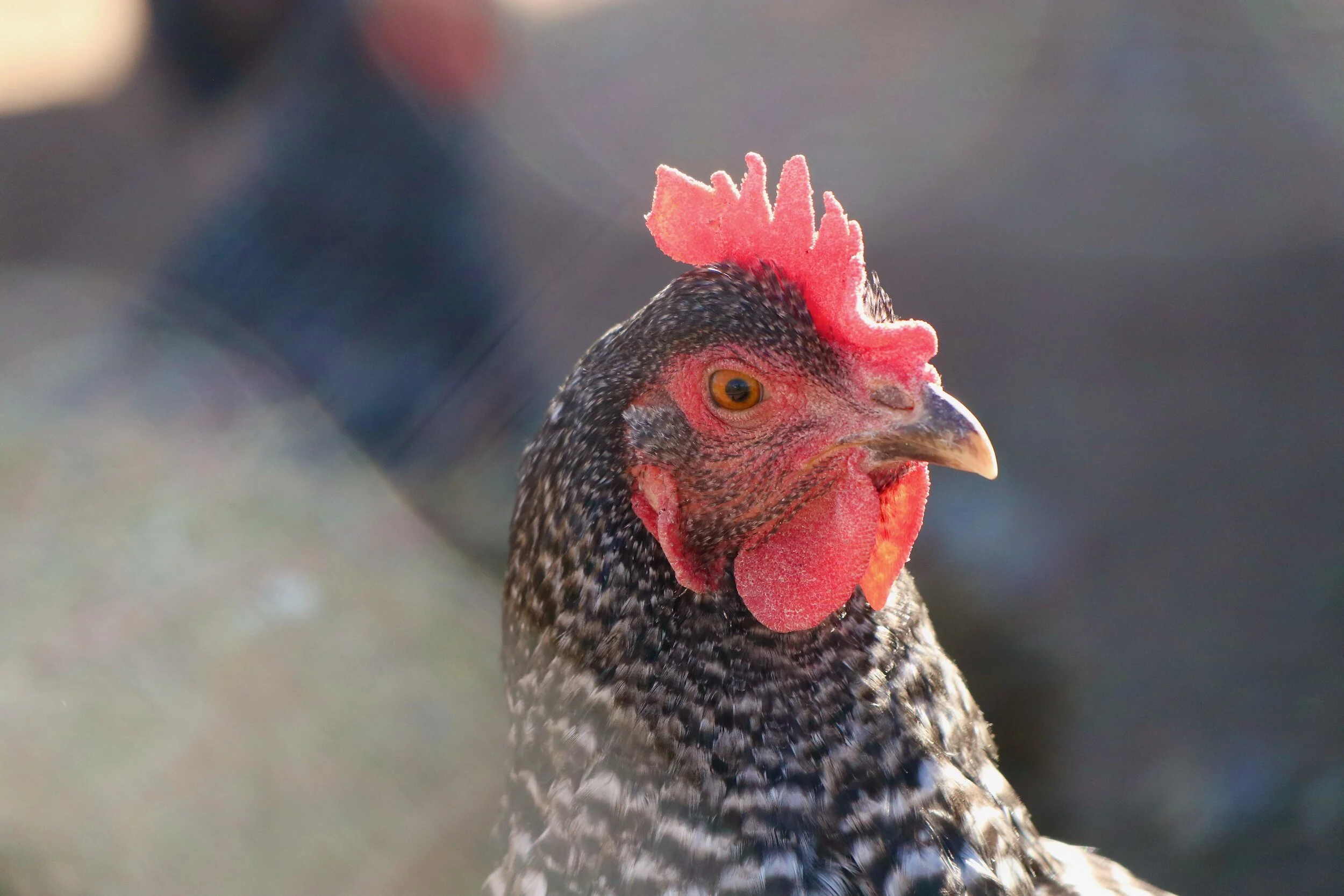 Swedish Rooster  - Gothenburg, Sweden