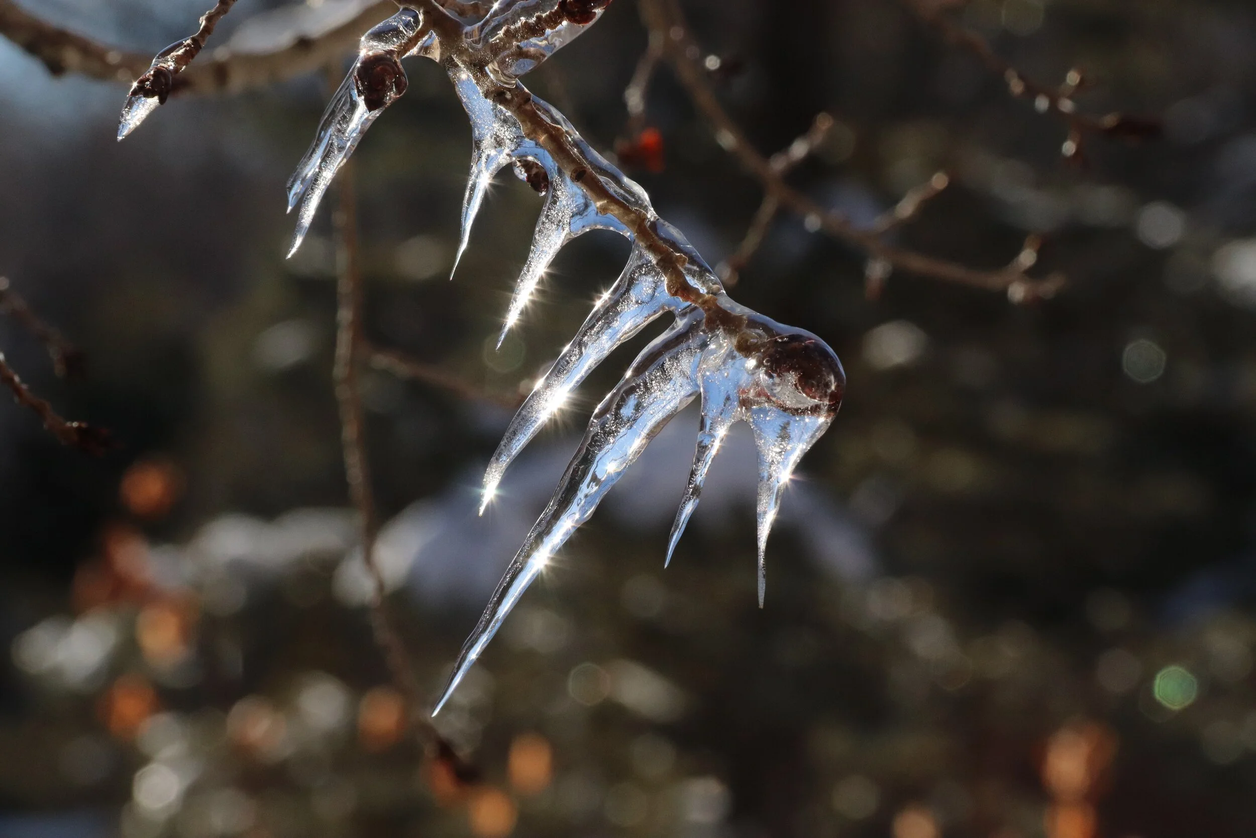 Aspen Icicle - Santa Fe, NM