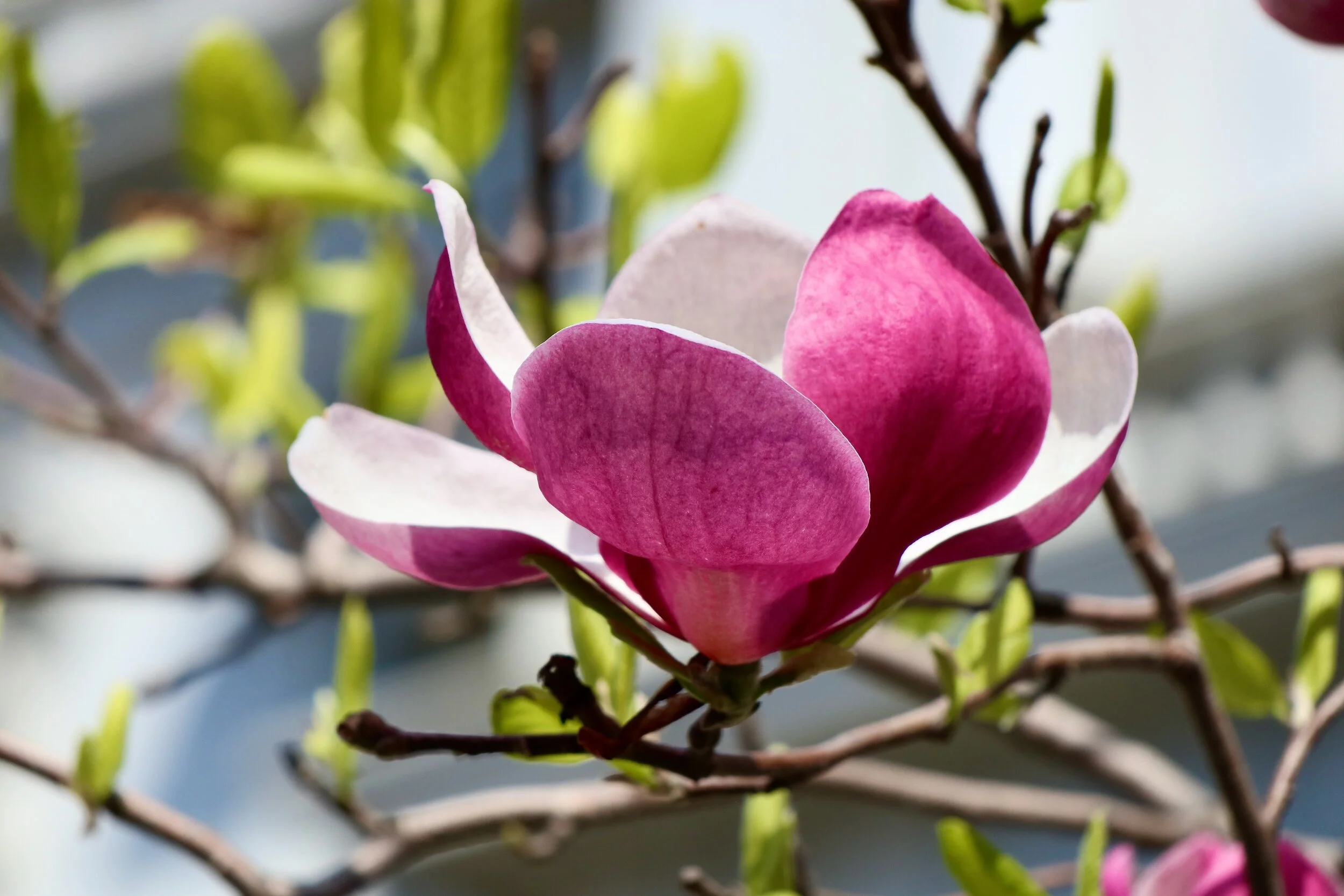 Sweet Magnolia - Washington D.C.
