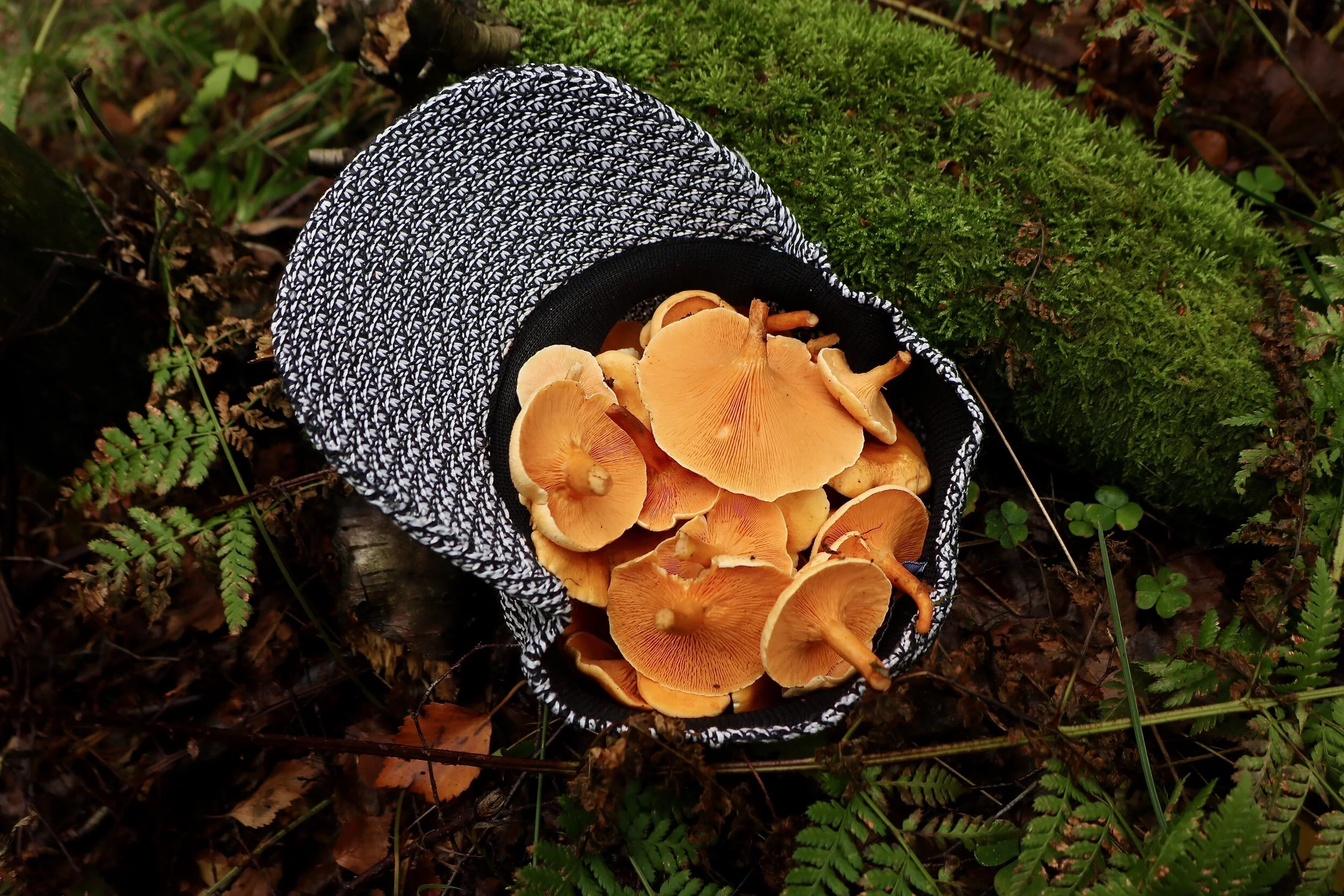 Hygrophoropsis Aurantiaca - Kullaberg, Sweden