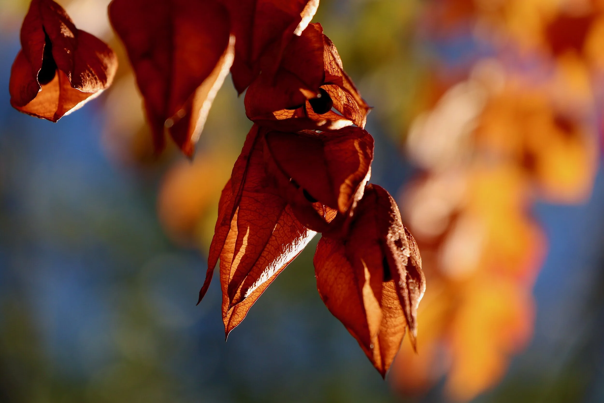 Golden Rain Tree Seed Pods - Santa Fe, NM