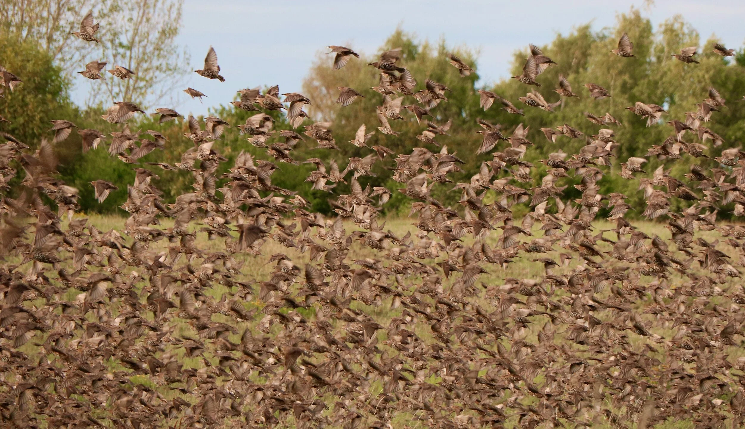 Cherry Thieves - Skäret, Sweden