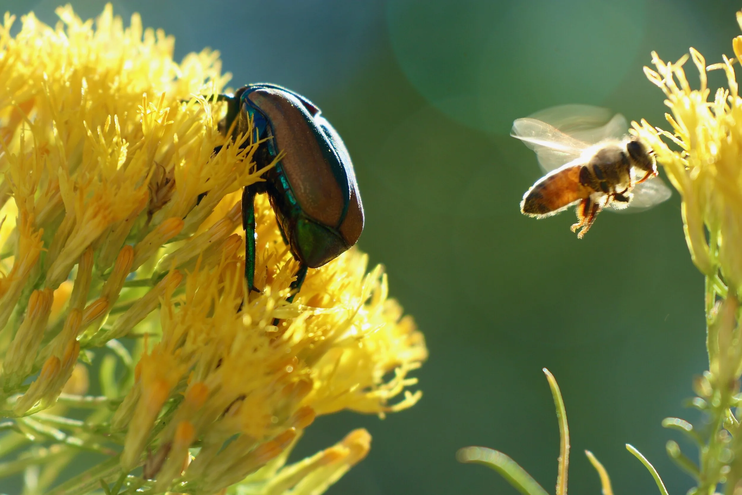Beetle and Bee - Santa Fe, NM