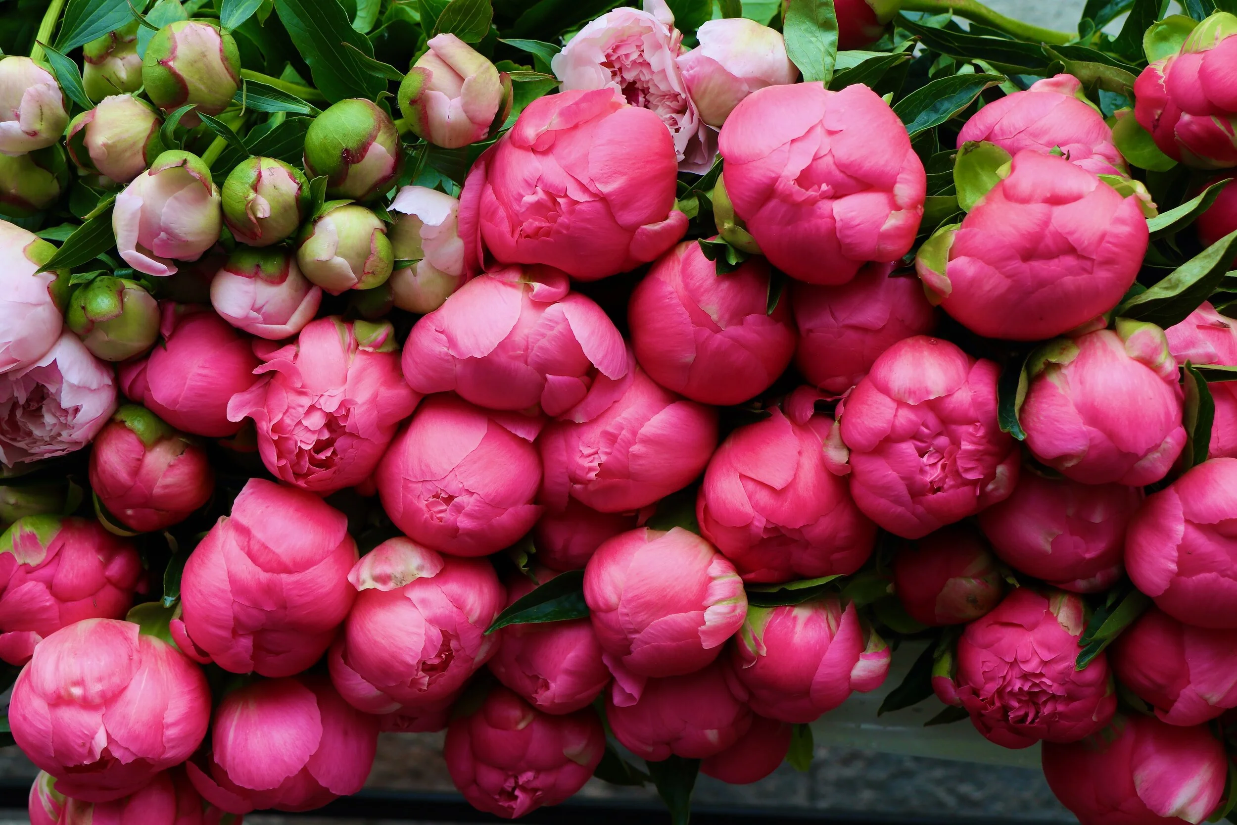 Flower Market Peonies - Copenhagen, Denmark