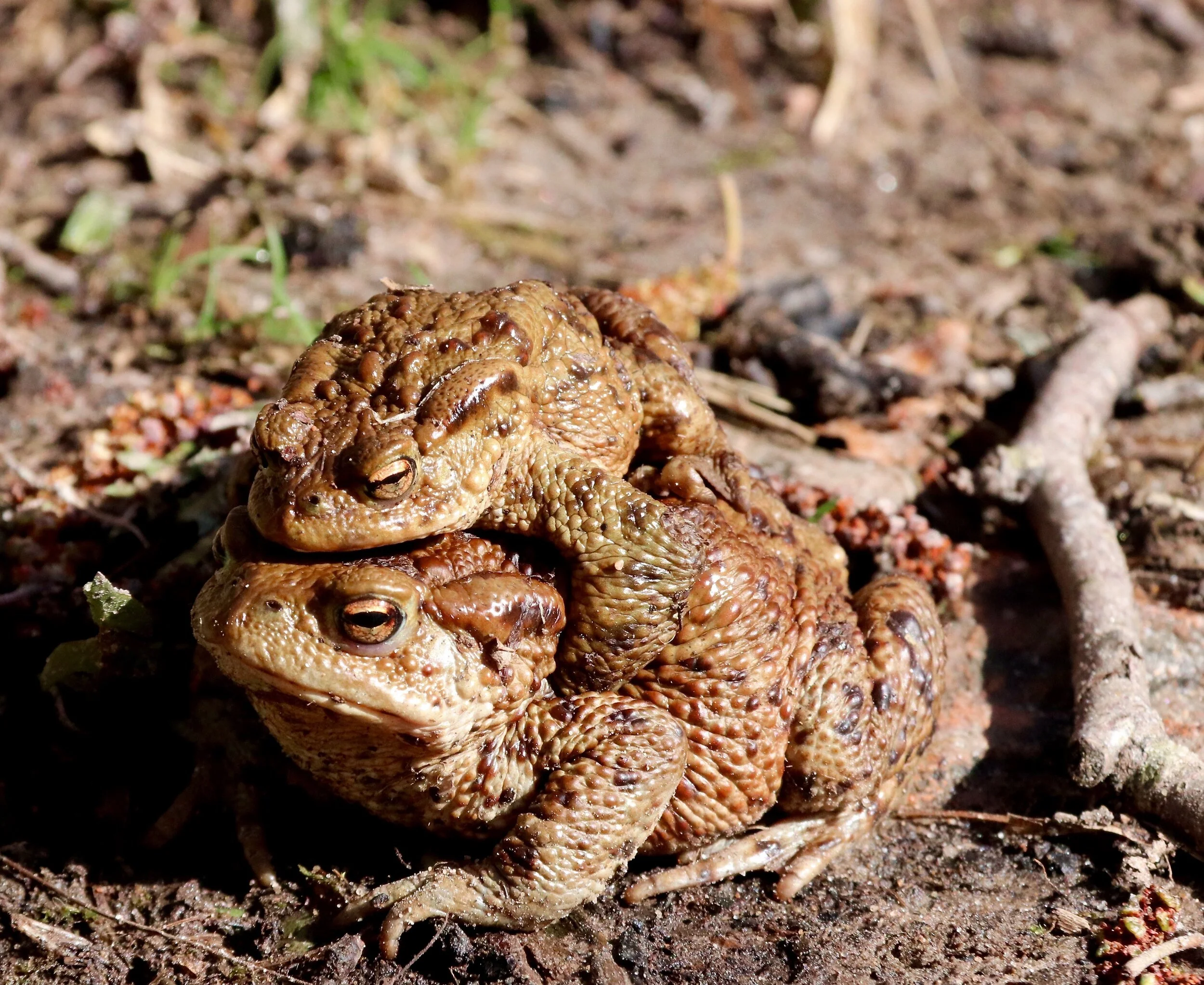 Toad + Toad = Love - Kullaberg, Sweden