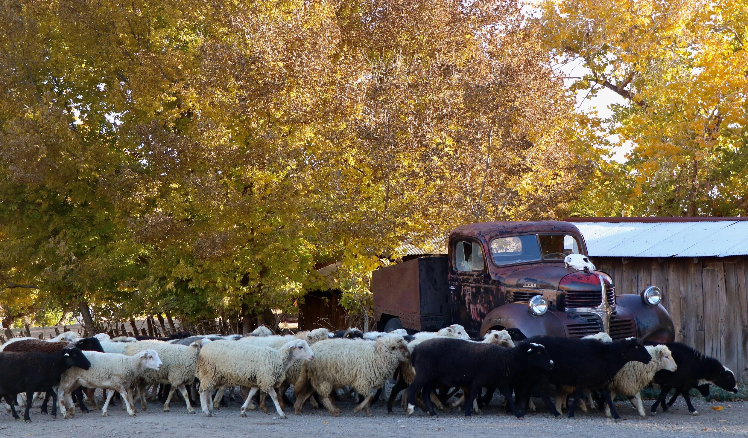 Canyon of the Ancients Guest Ranch - McElmo Canyon, CO