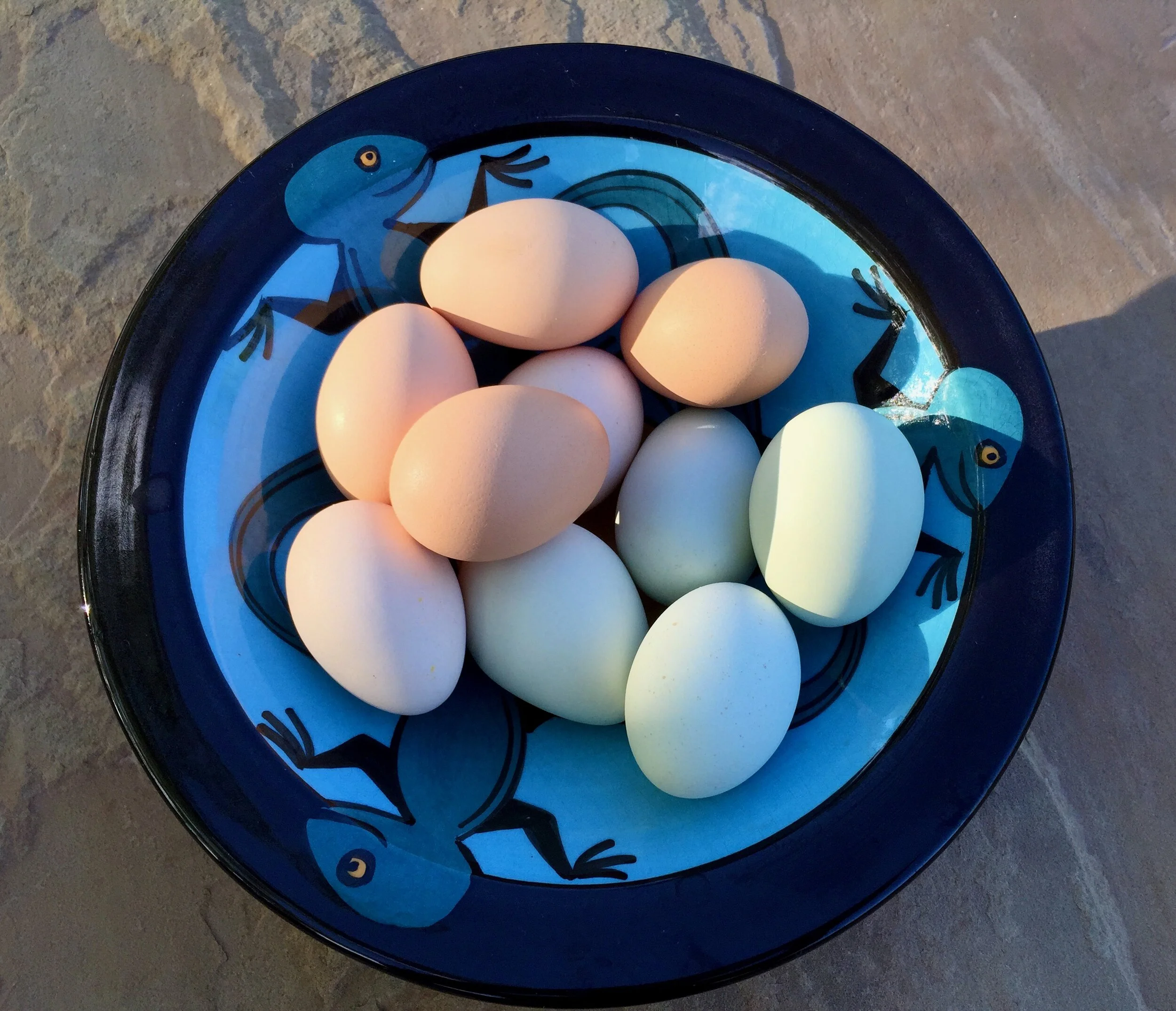 Freshly Laid Eggs - Canyon of the Ancients Guest Ranch, CO