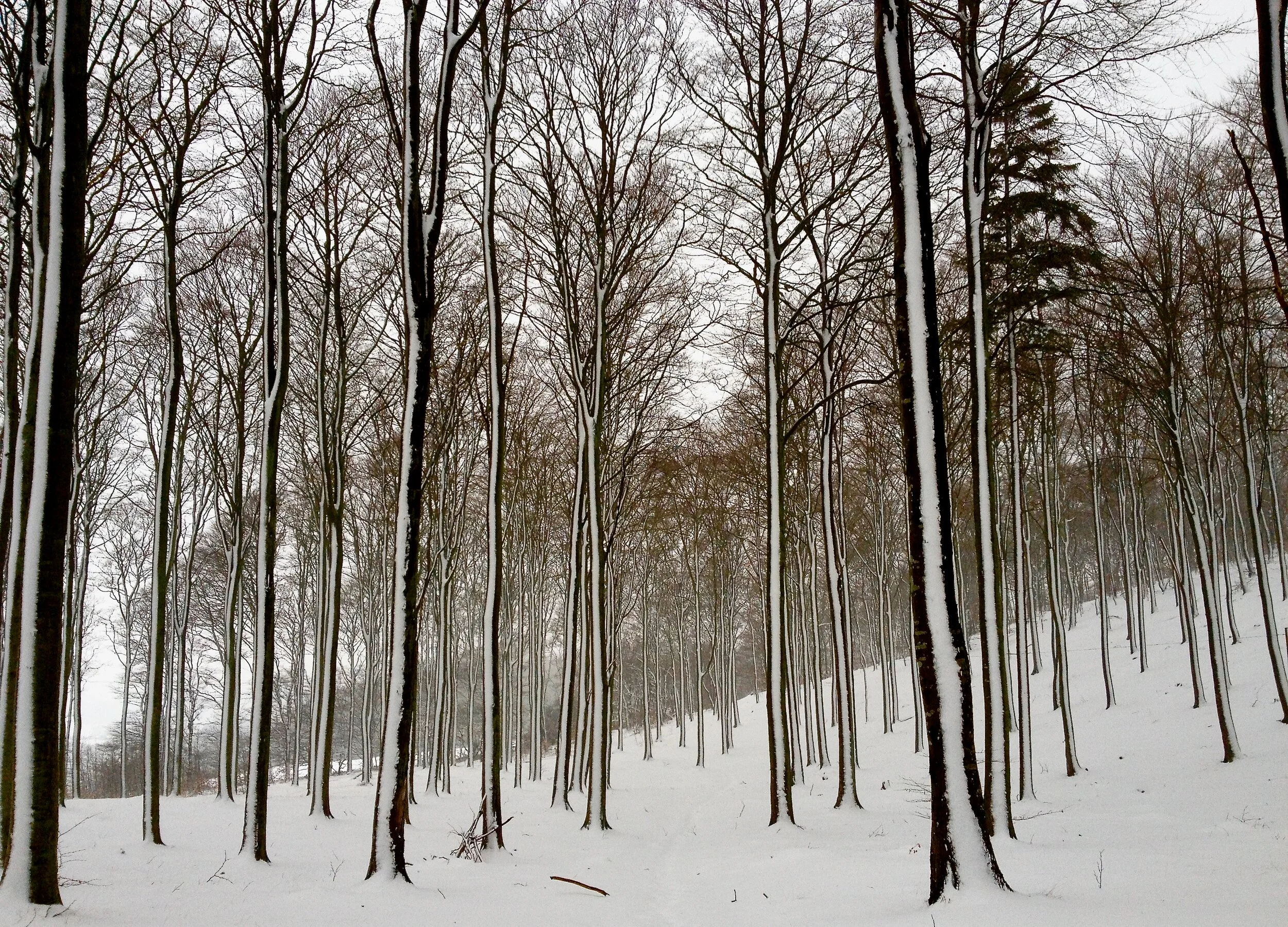 Winter Beech Trees - Kullaberg, Sweden