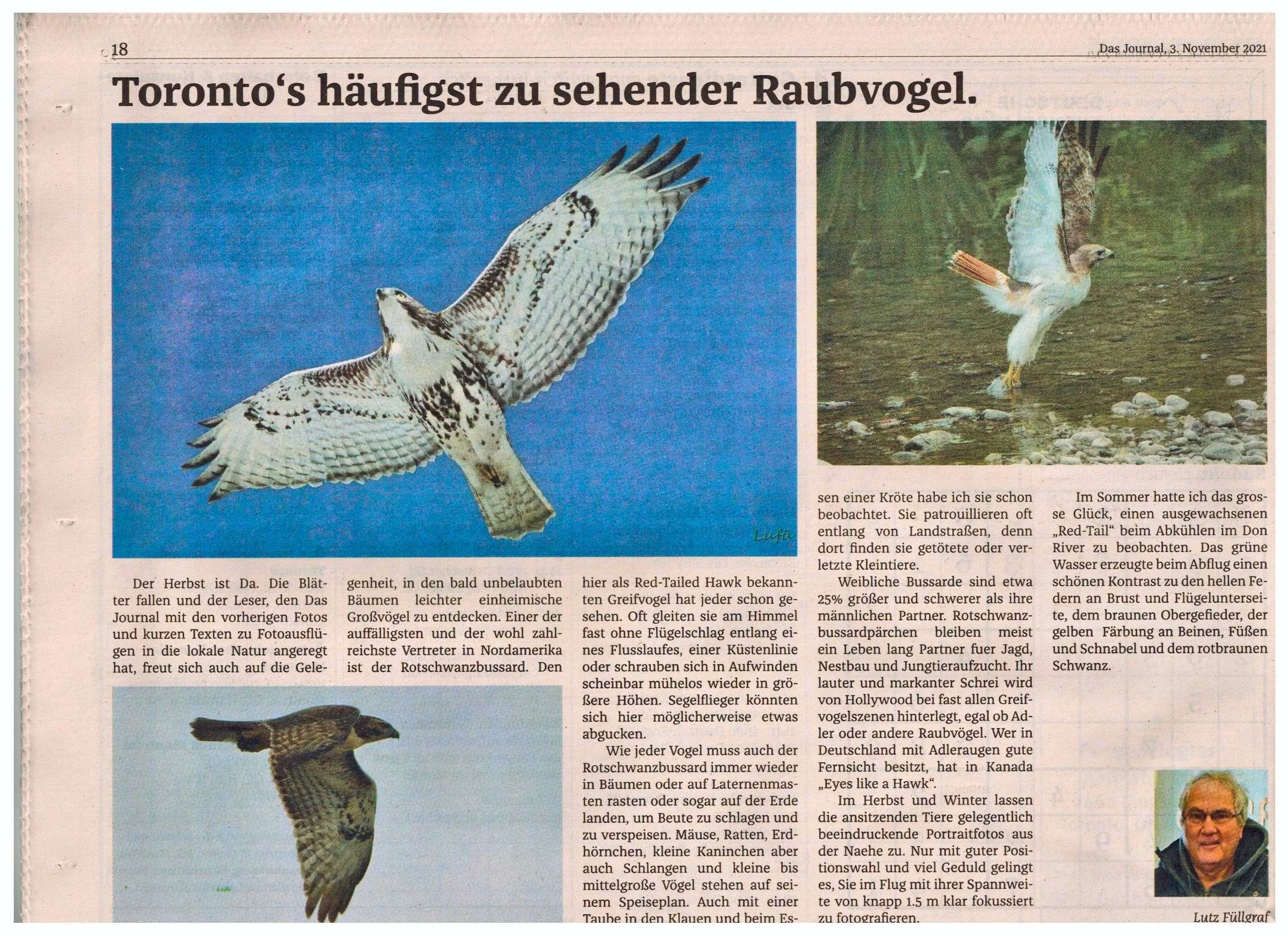 Das Journal 20211103 (1.1 CPS) Red-Tailed Hawk.jpg