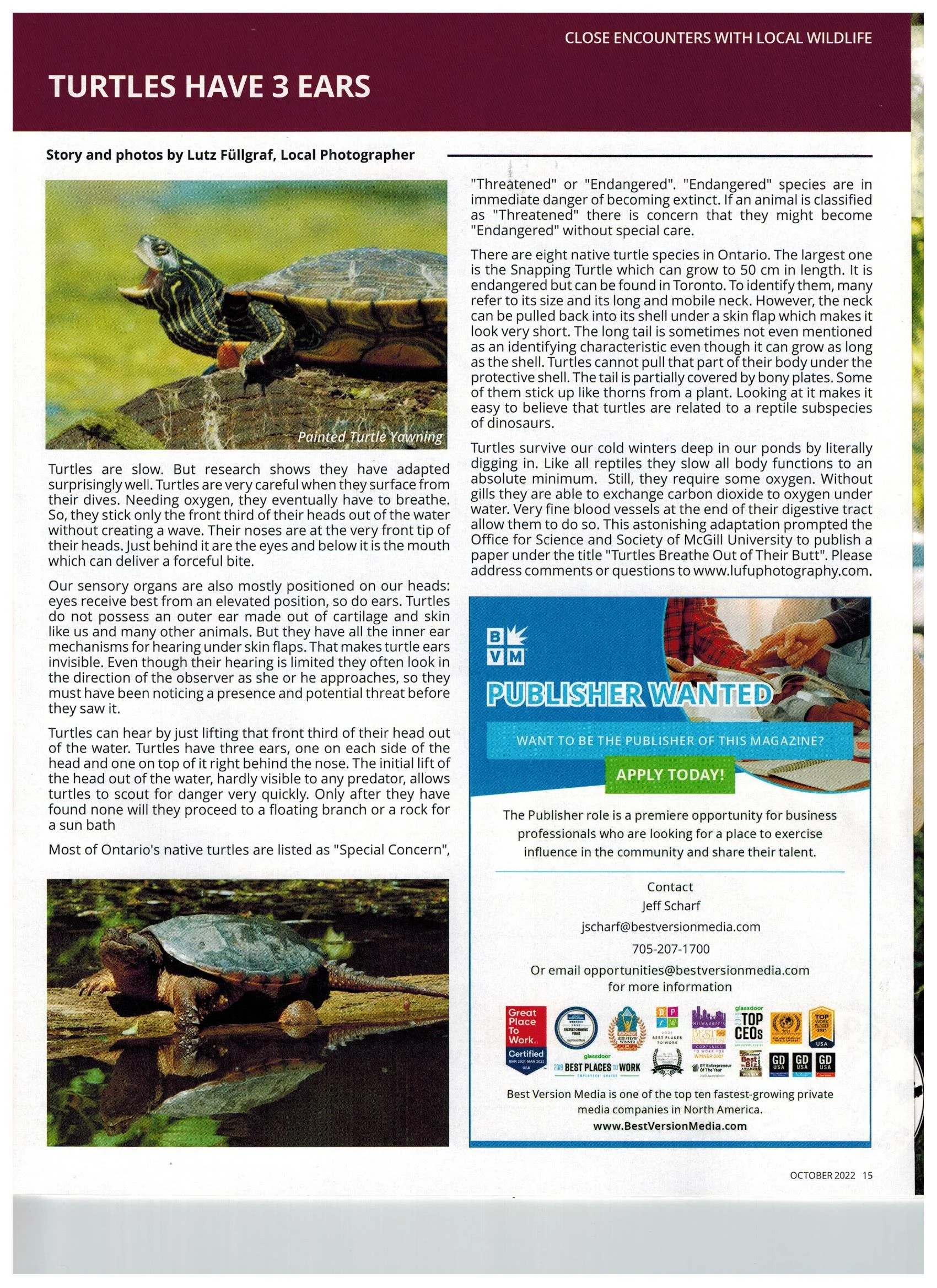202210 Neighbours of LP, Turtles have 3 Ears.jpg