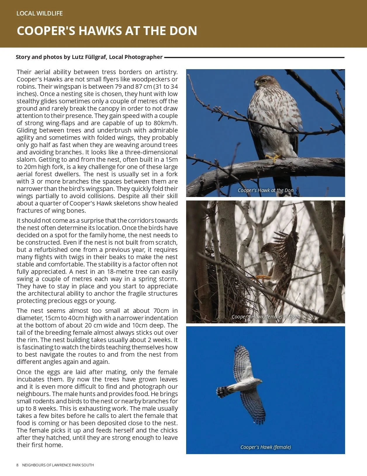 202305 Cooper's Hawks.jpeg