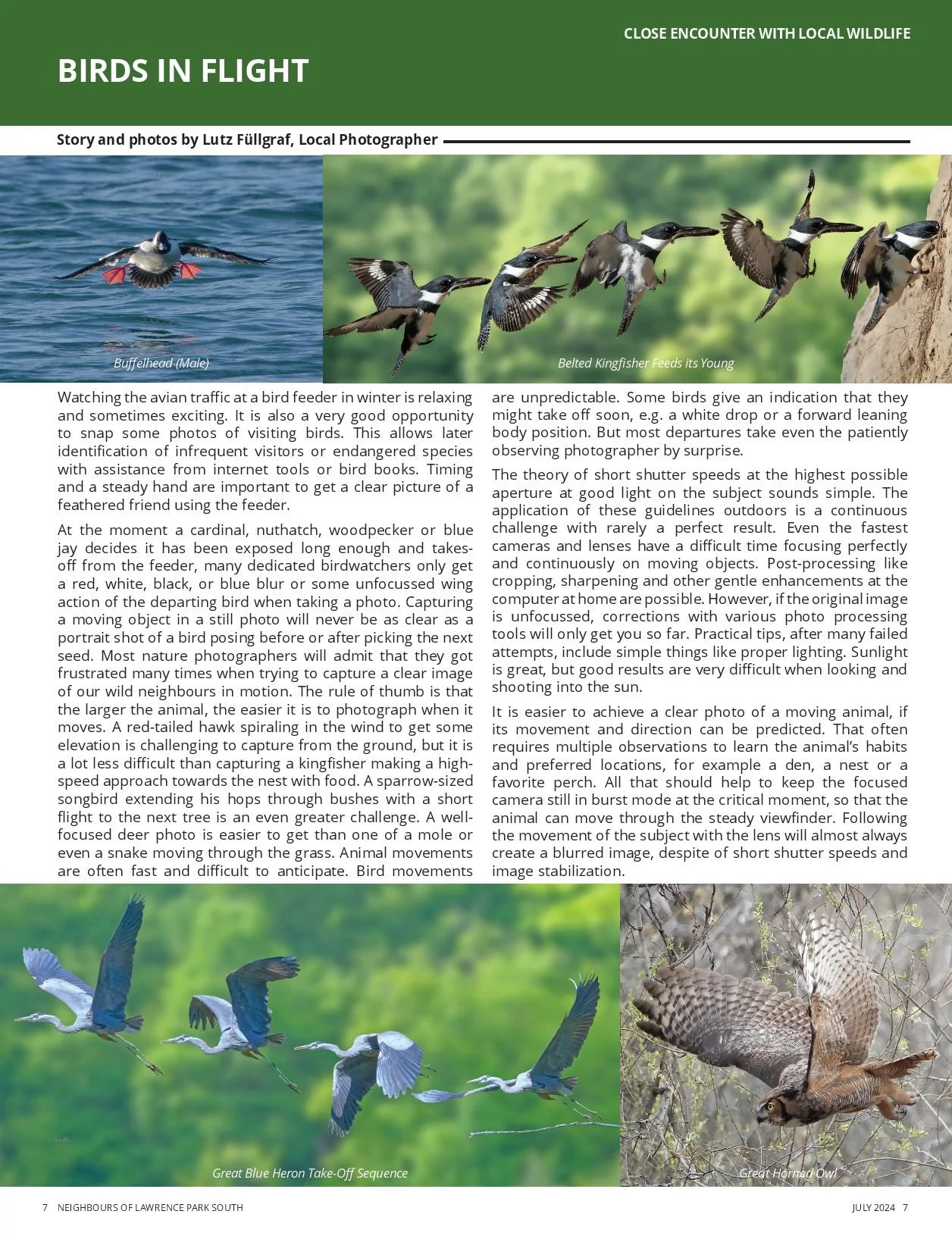 202407 Birds in Flight NoLPS.jpg