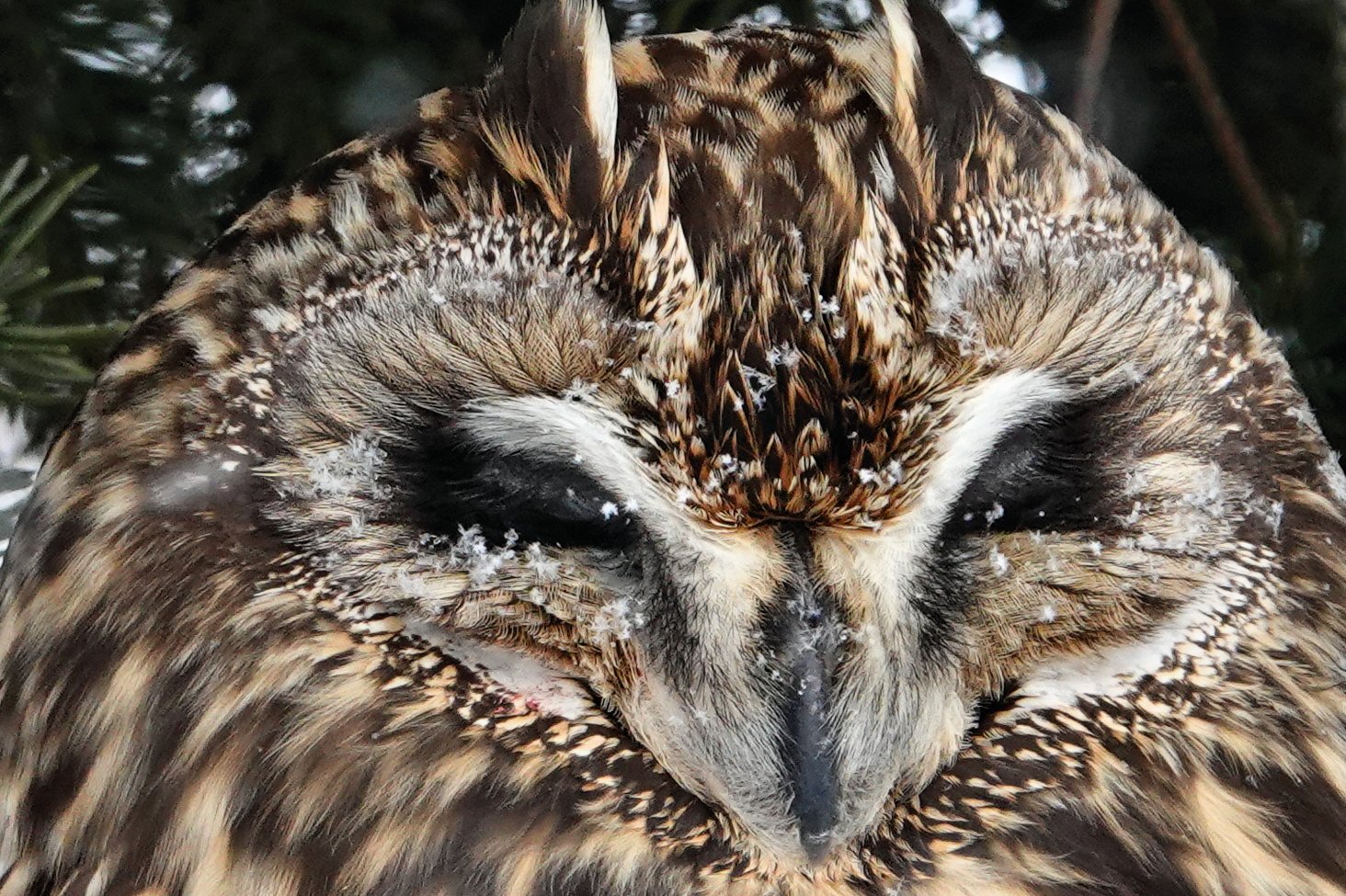 Short-Eared Owl Downsview 20220124 (13.1 CPS).jpg