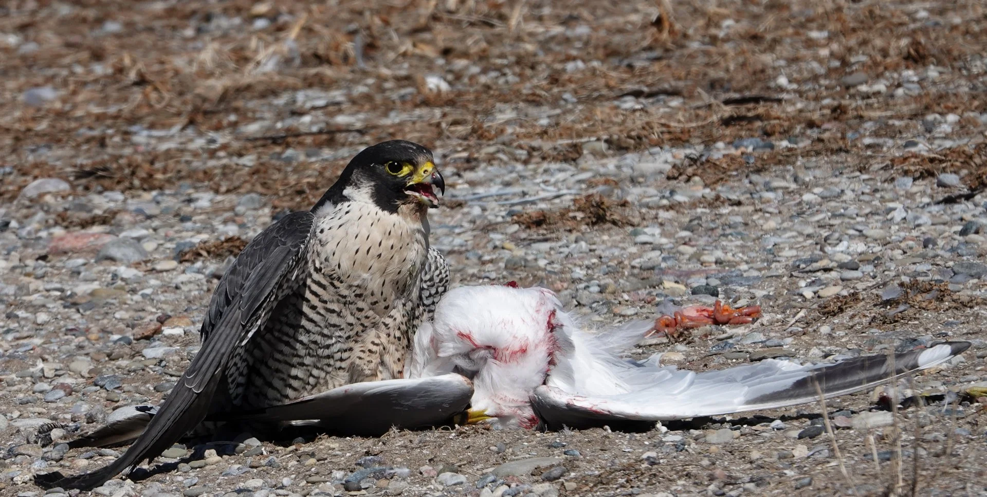 Peregrin Falcon TTP 20220329 (4)_DxO (1) rz.jpg