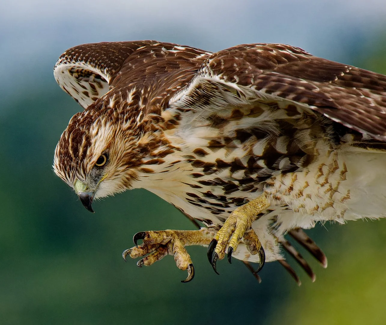 Red-Tailed Hawk Downsview 20250905 (63)_DxO (3) rz.jpg