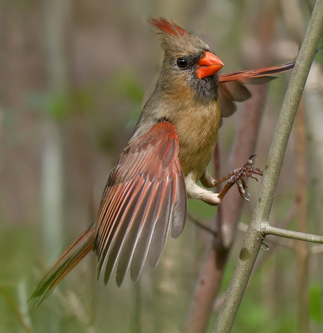 Red Cardinal (female) Donsway Pond 20150514 (19)_DxO (4) rz.jpg