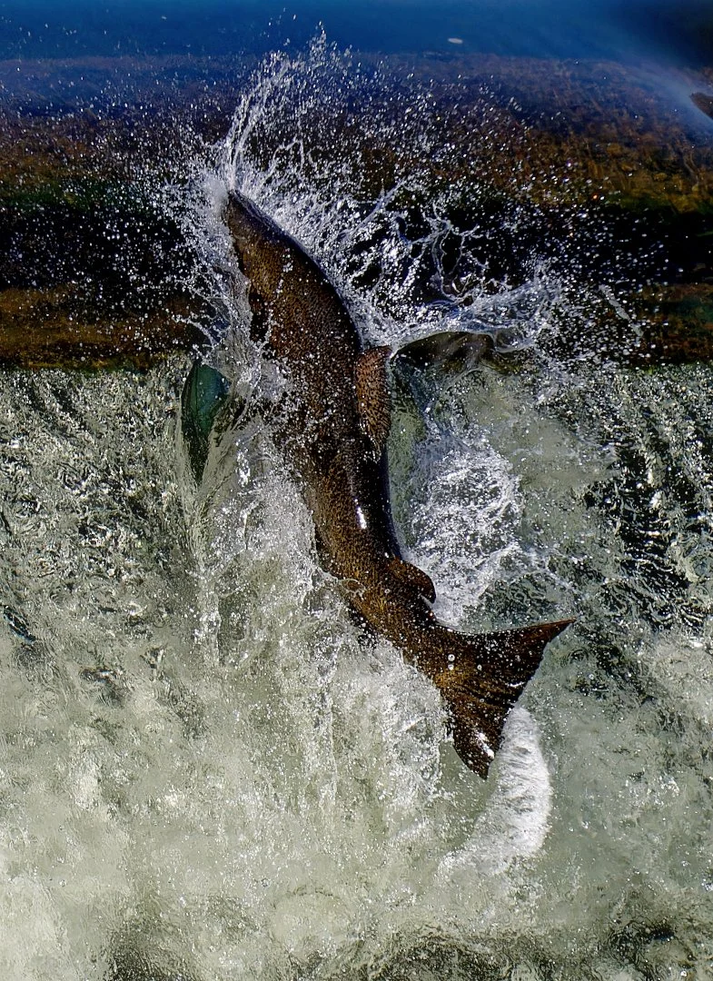 Chinook Salmon Humber 20250915 (24)_DxO (8) rz.jpg