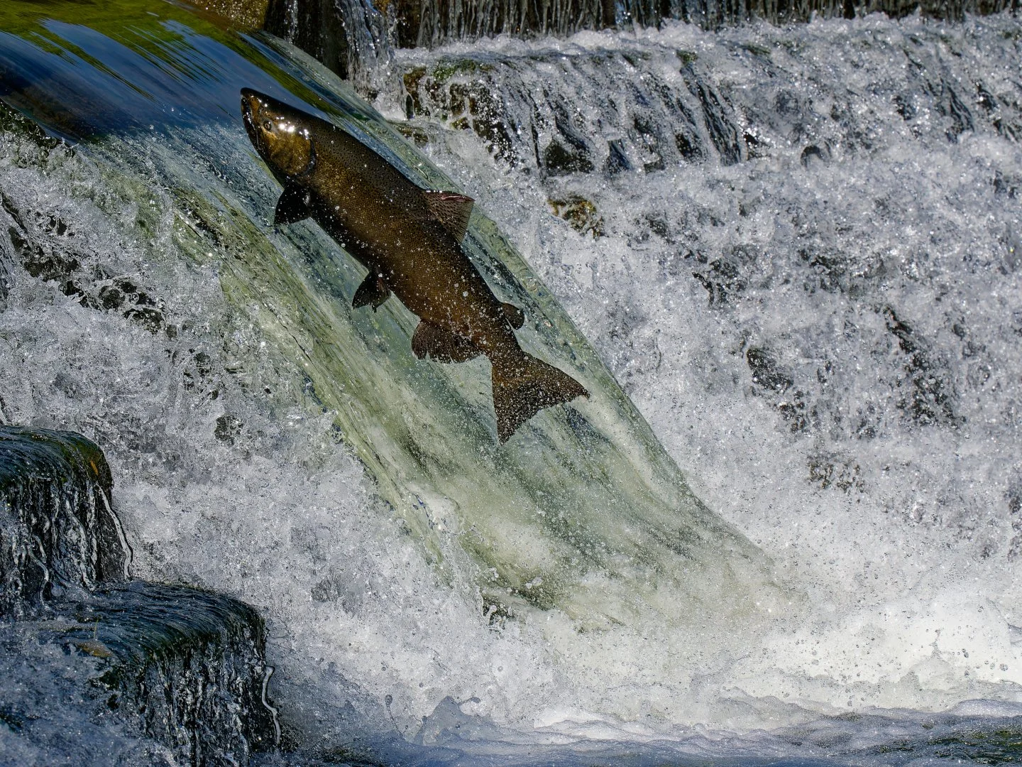1 Salmon Humber 20250915 (29)_DxO (1) rz.jpg