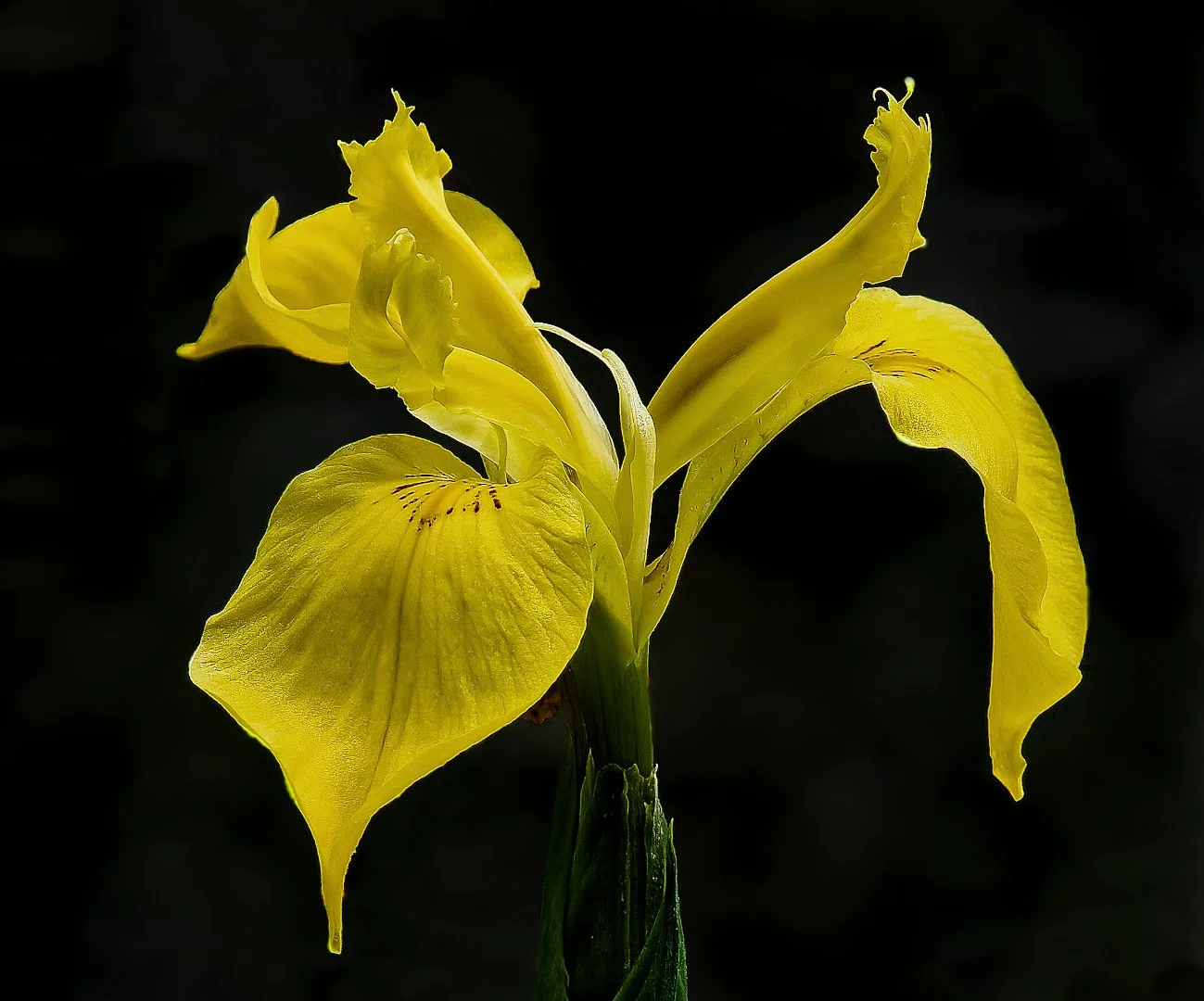 Trout Lily OCC 20250613 (1)_DxO (8)_DxO (10) rz.jpg